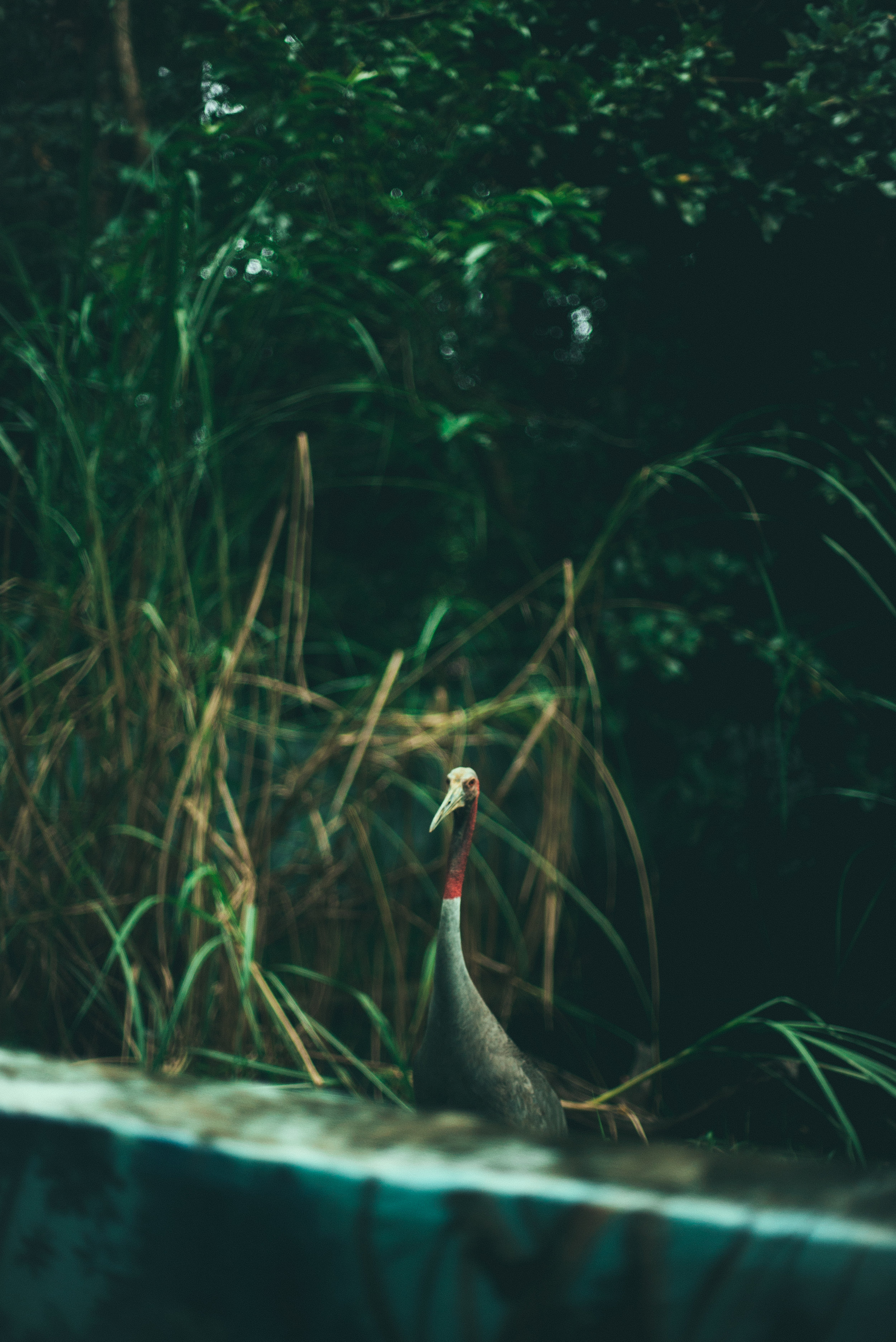 Environmental Nonprofit 