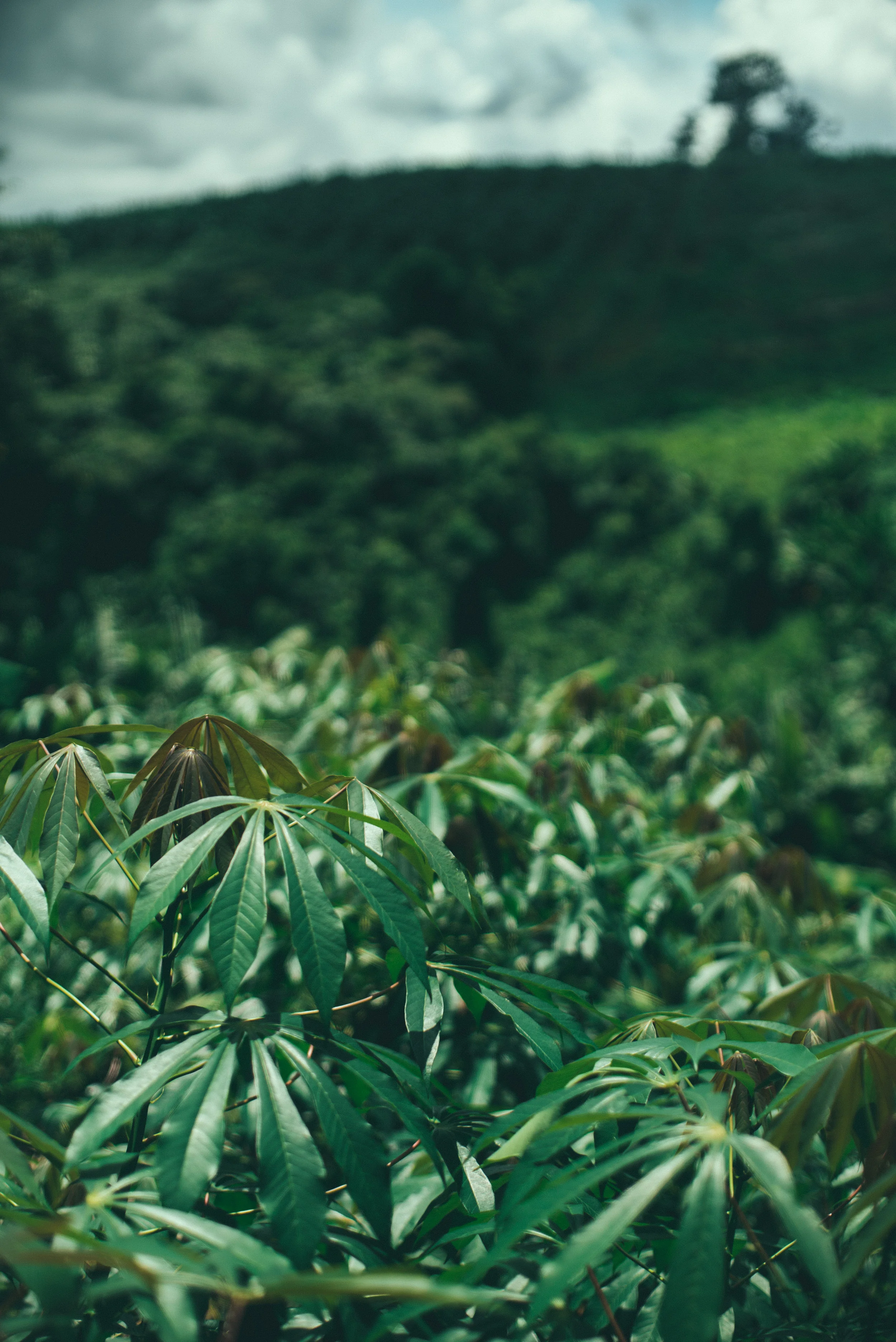 Indigenous Land Rights and Environmentalism