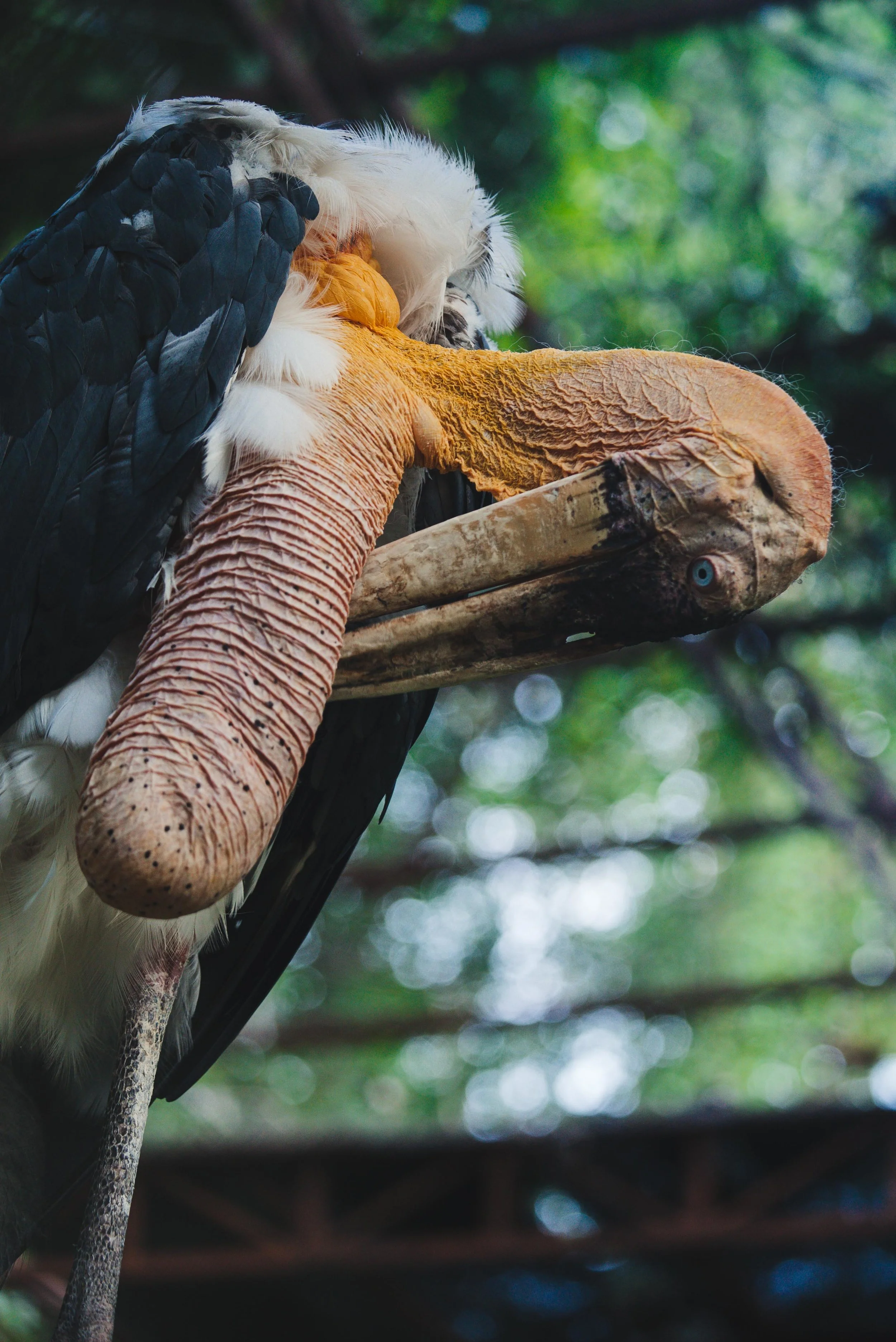 Leptoptilos dubius_cACCB_Anna Chah-1.jpg