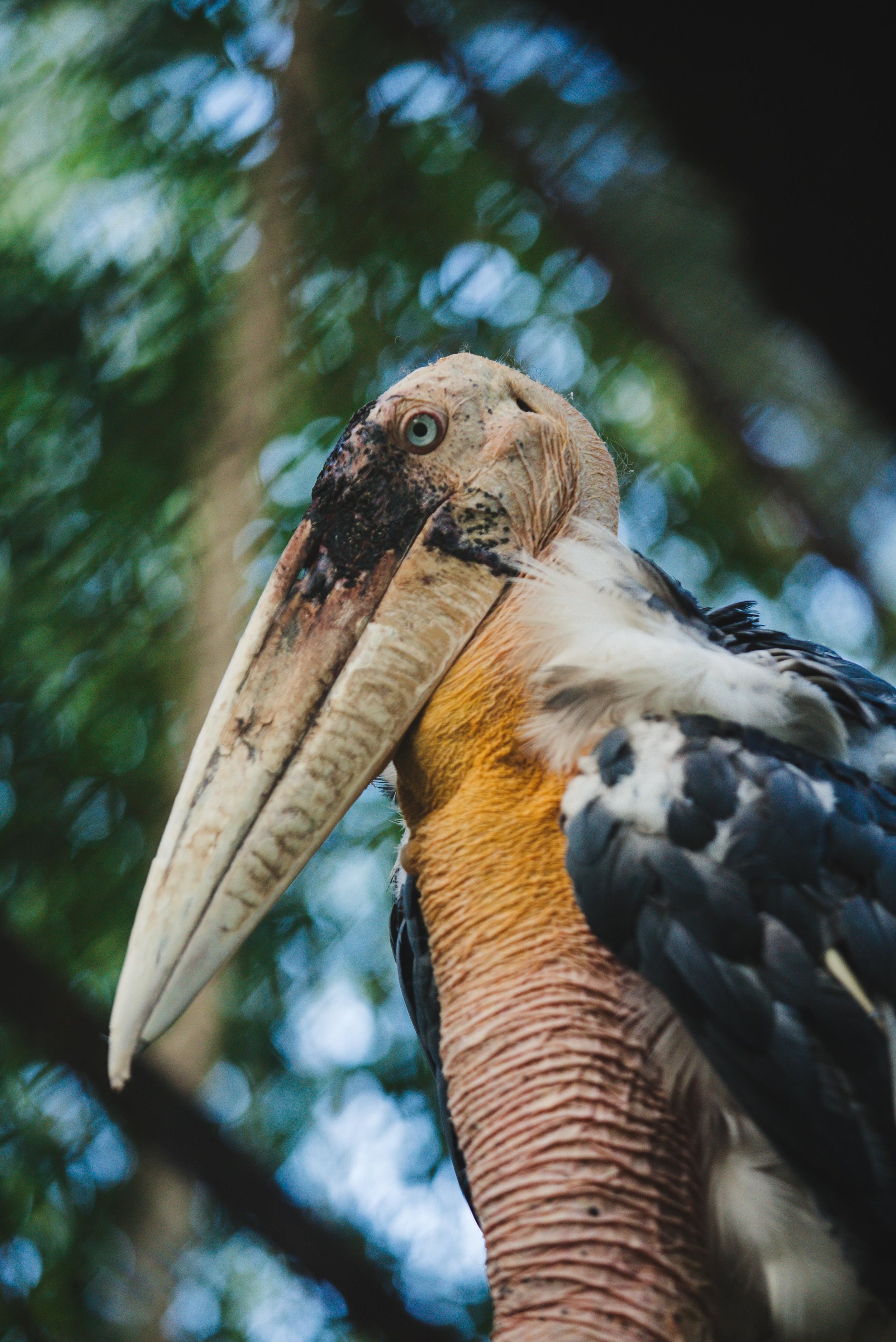 Leptoptilos dubius_cACCB_Anna Chah-7.jpg