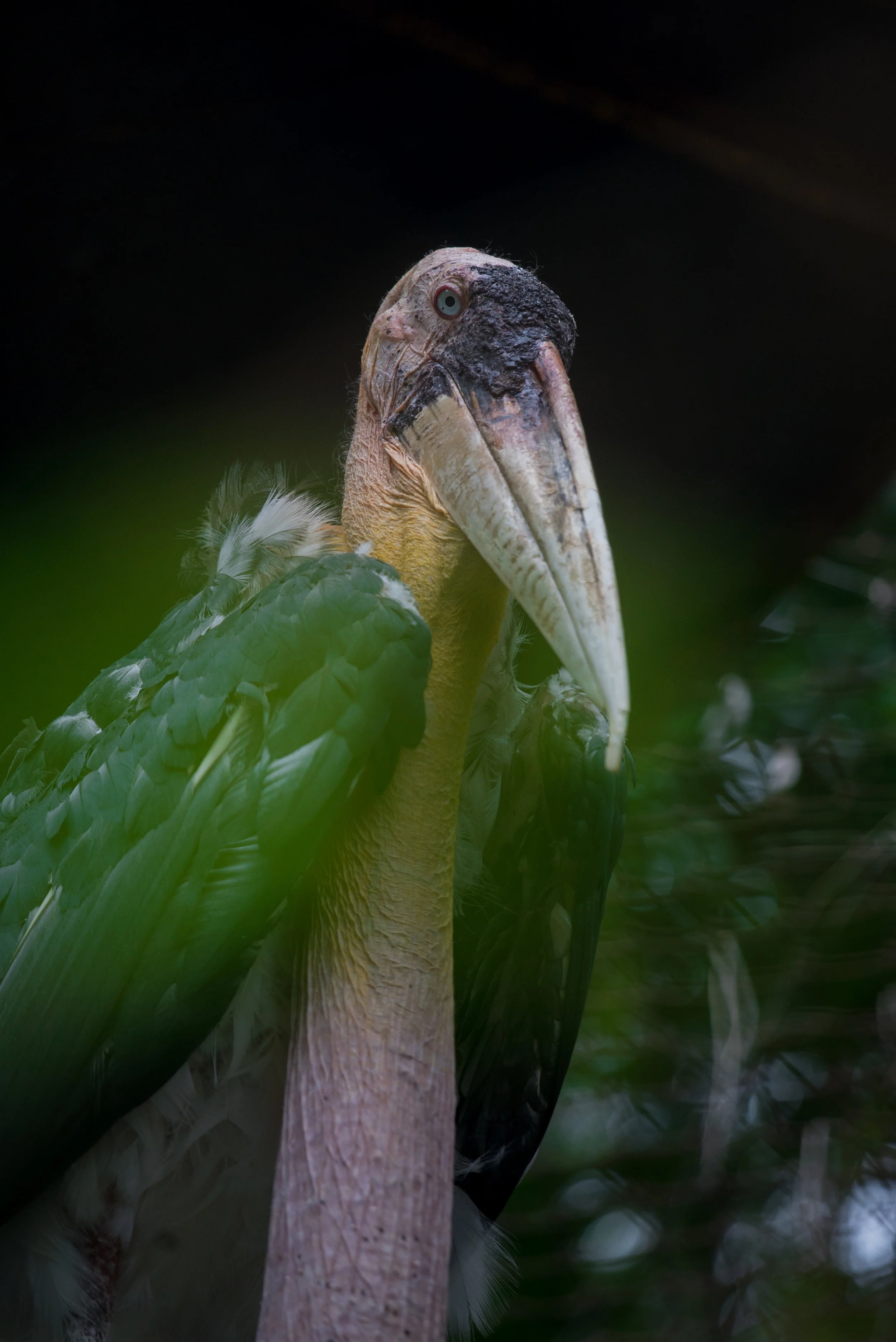 Leptoptilos dubius_cACCB_Anna Chah-23.jpg