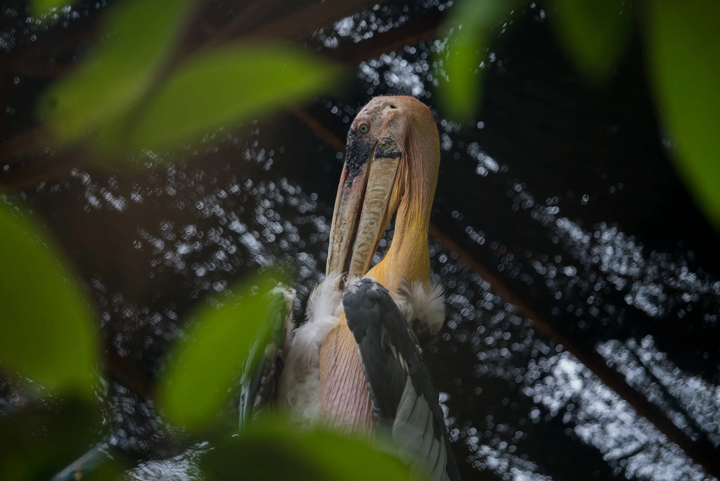 Leptoptilos dubius_cACCB_Anna Chah-27.jpg