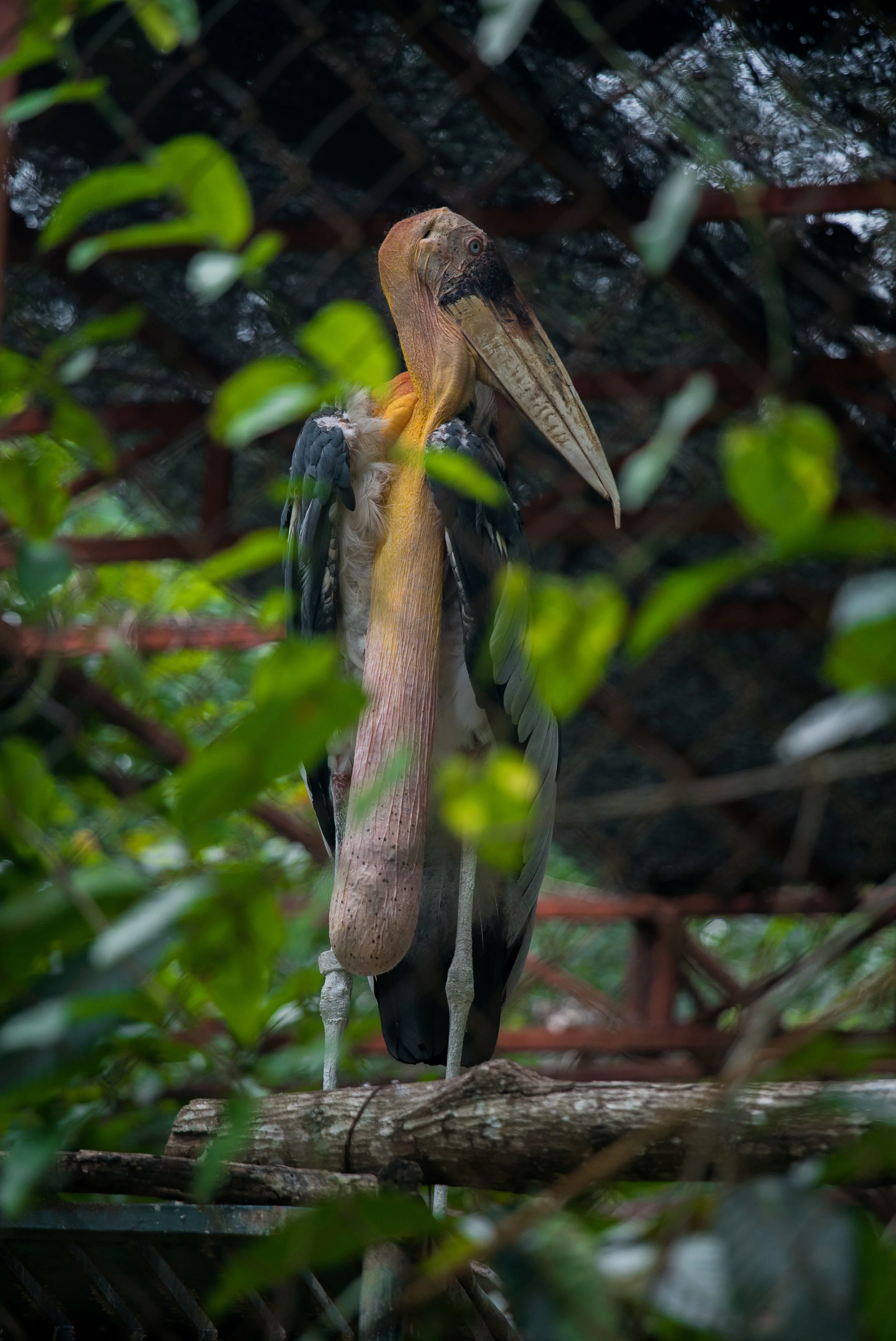 Leptoptilos dubius_cACCB_Anna Chah-30.jpg