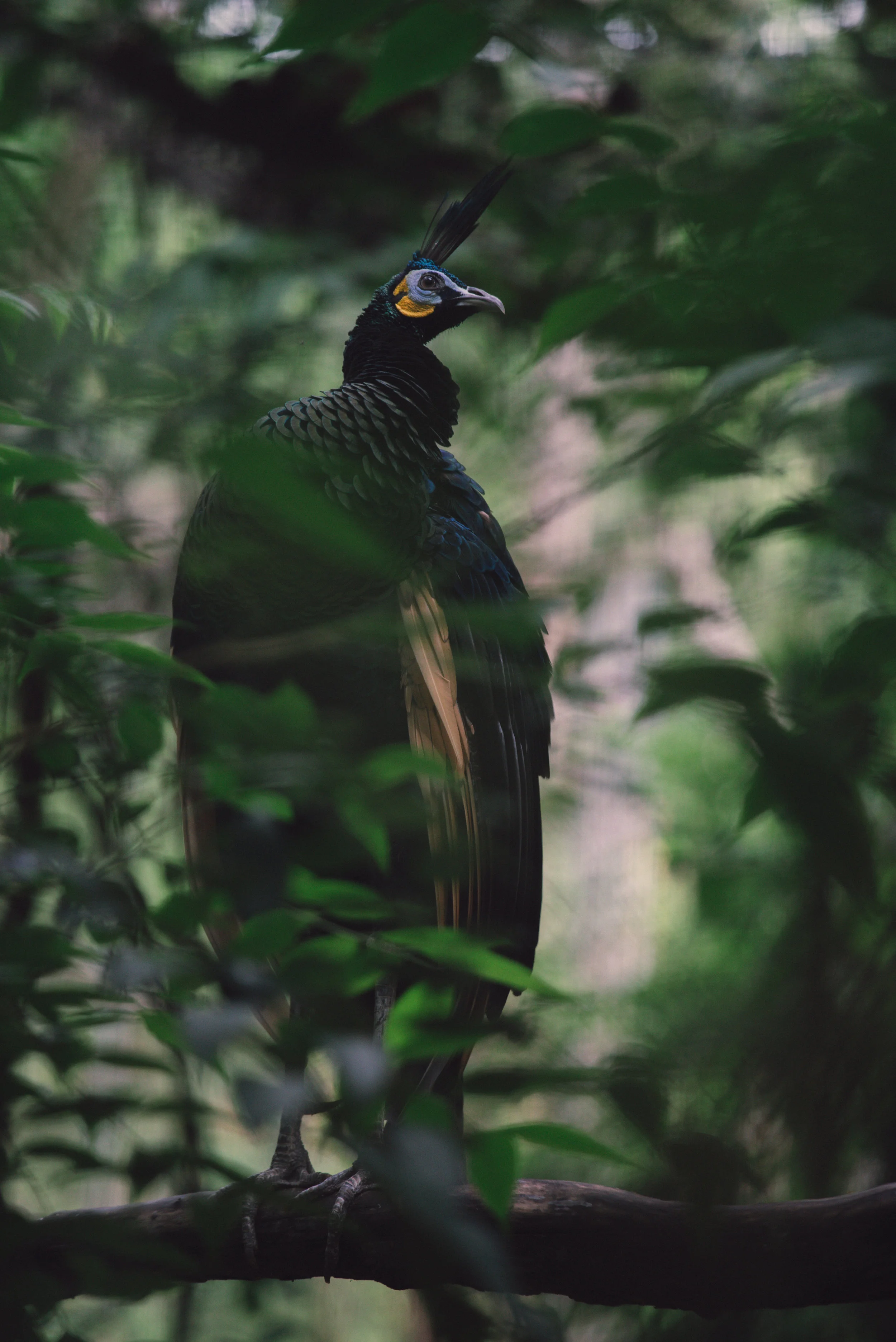 Pavo muticus imperator_cACCB_Anna Chah-1.jpg