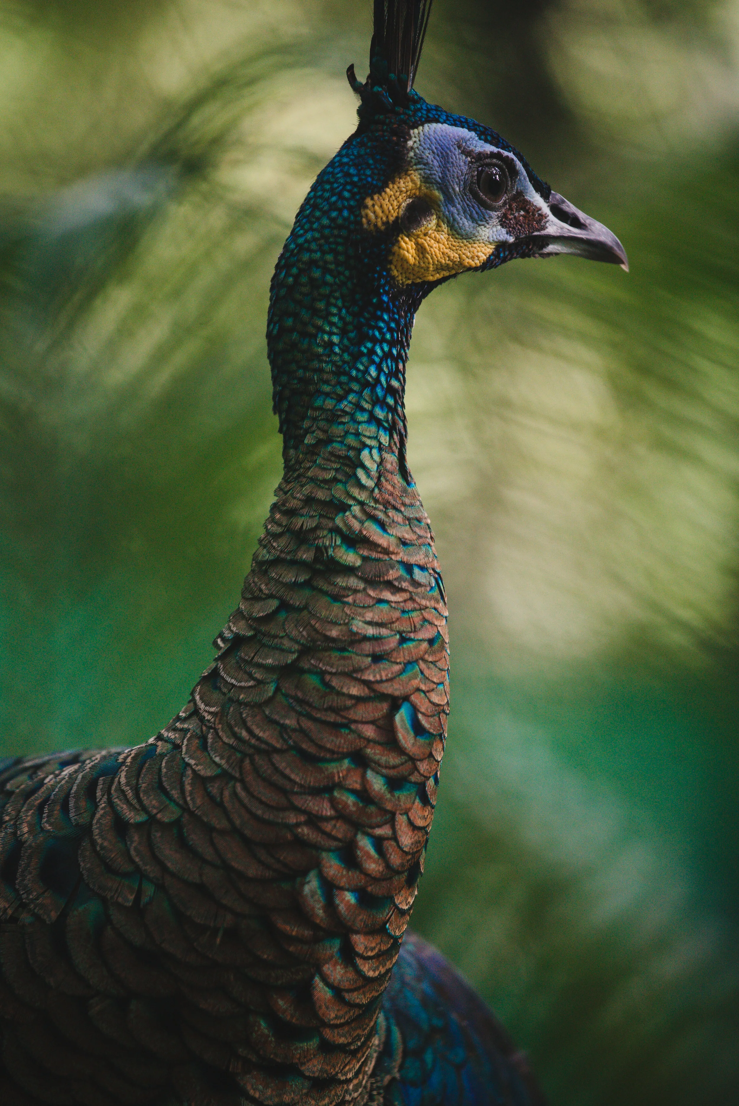 Pavo muticus imperator_cACCB_Anna Chah-410.jpg