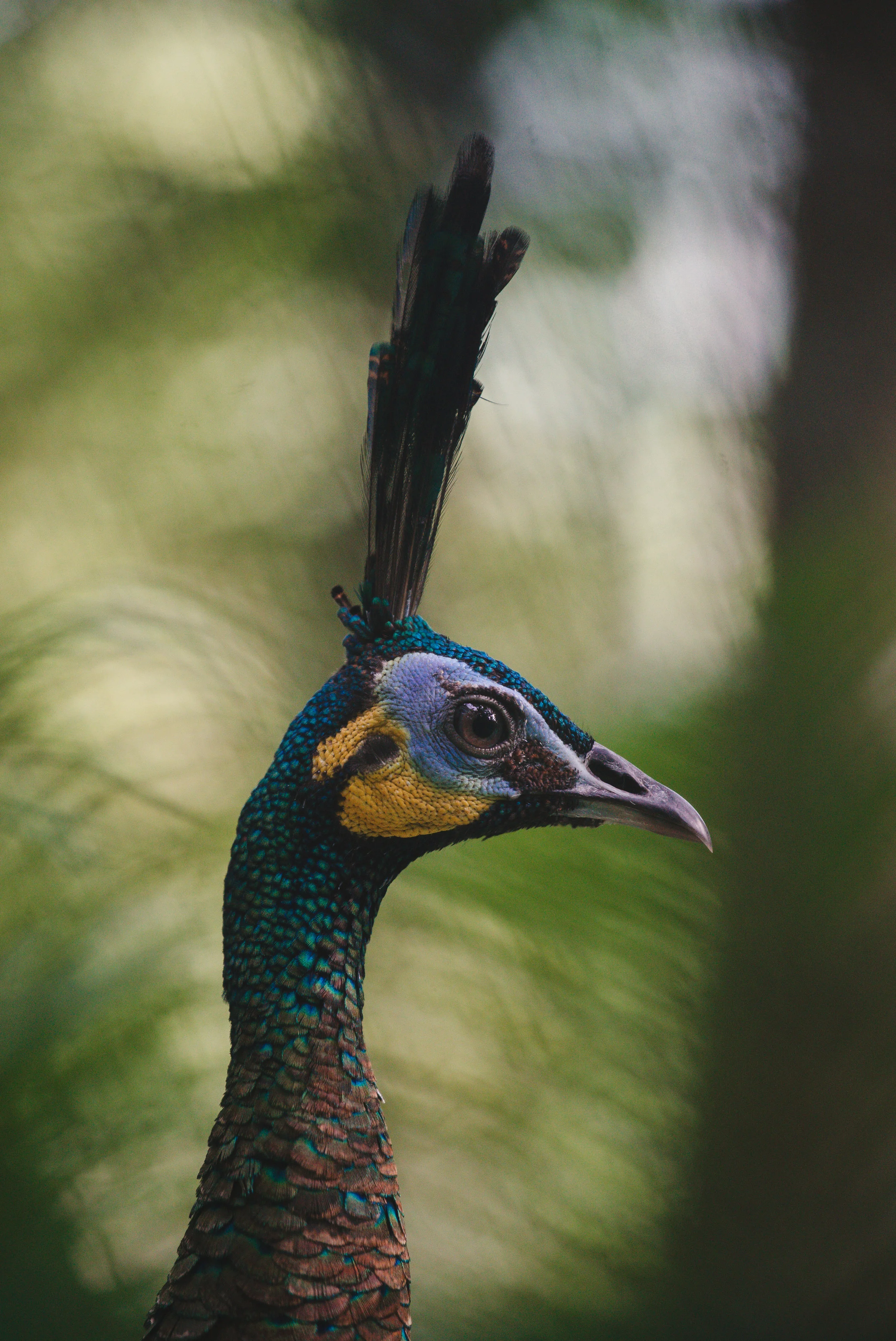 Pavo muticus imperator_cACCB_Anna Chah-416.jpg