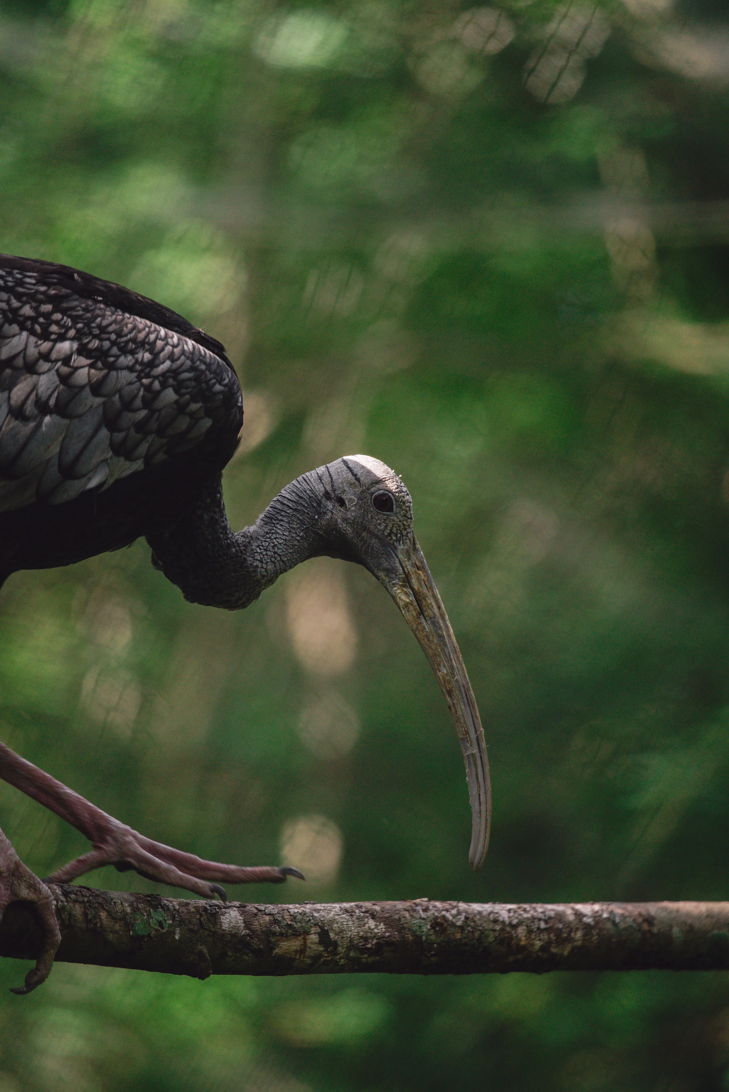 Thaumatibis gigantea_cACCB_Anna Chah-1-41.jpg