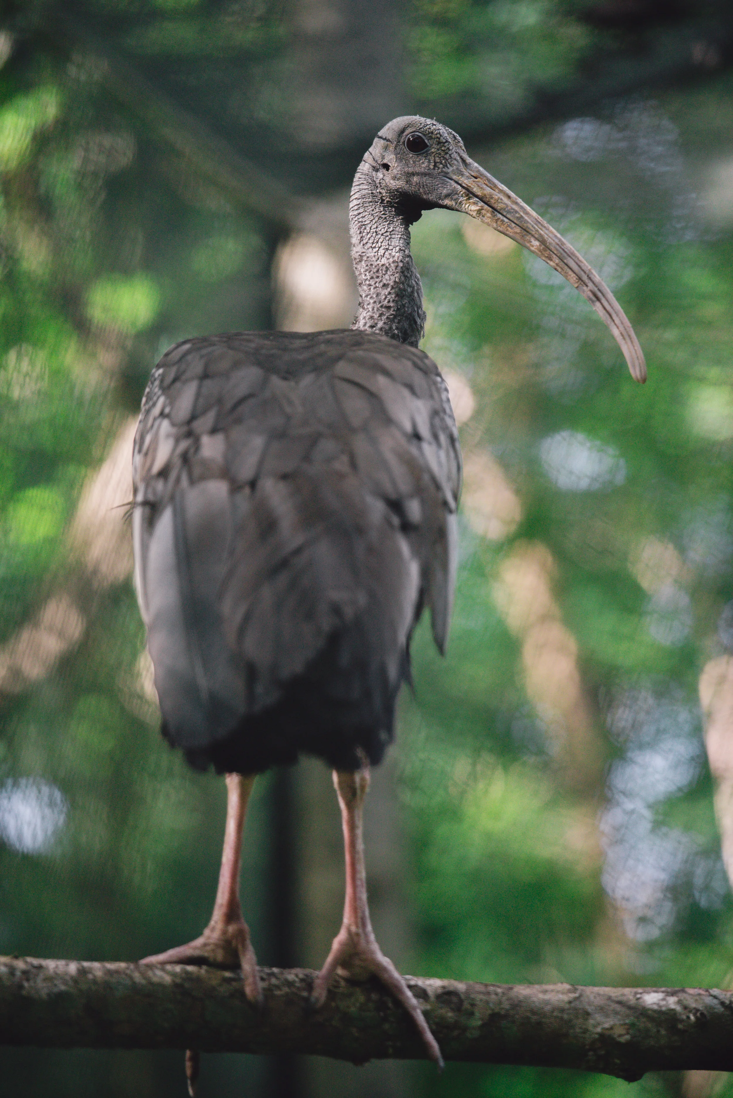 Thaumatibis gigantea_cACCB_Anna Chah-1-34.jpg