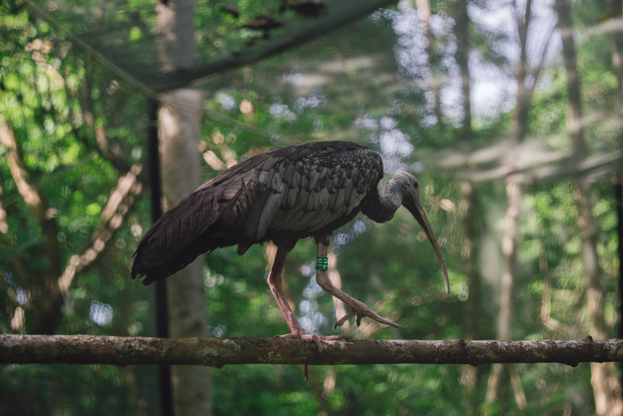 Thaumatibis gigantea_cACCB_Anna Chah-1-37.jpg