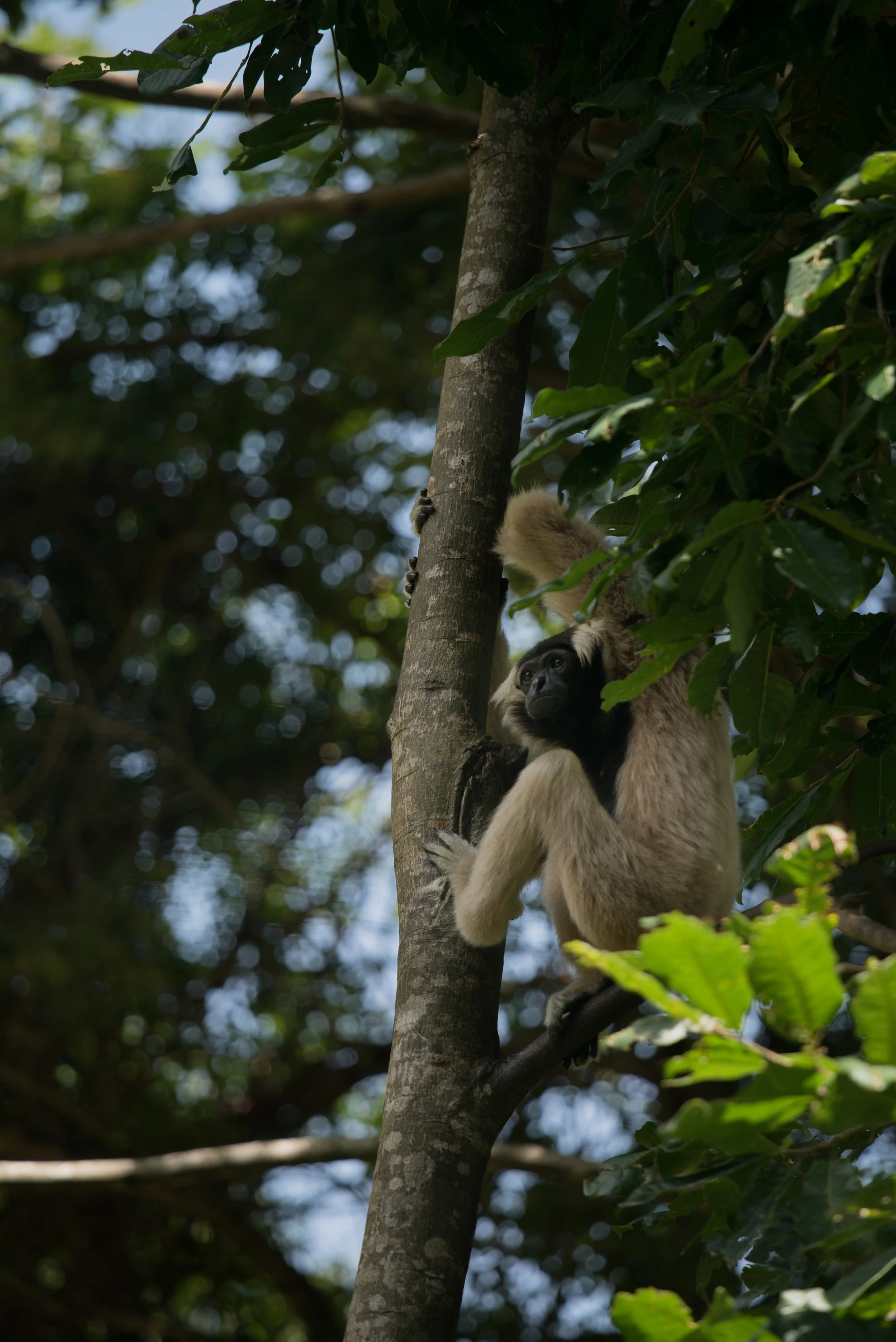 Plieated gibbon_cACCB_Anna Chah-331.jpg