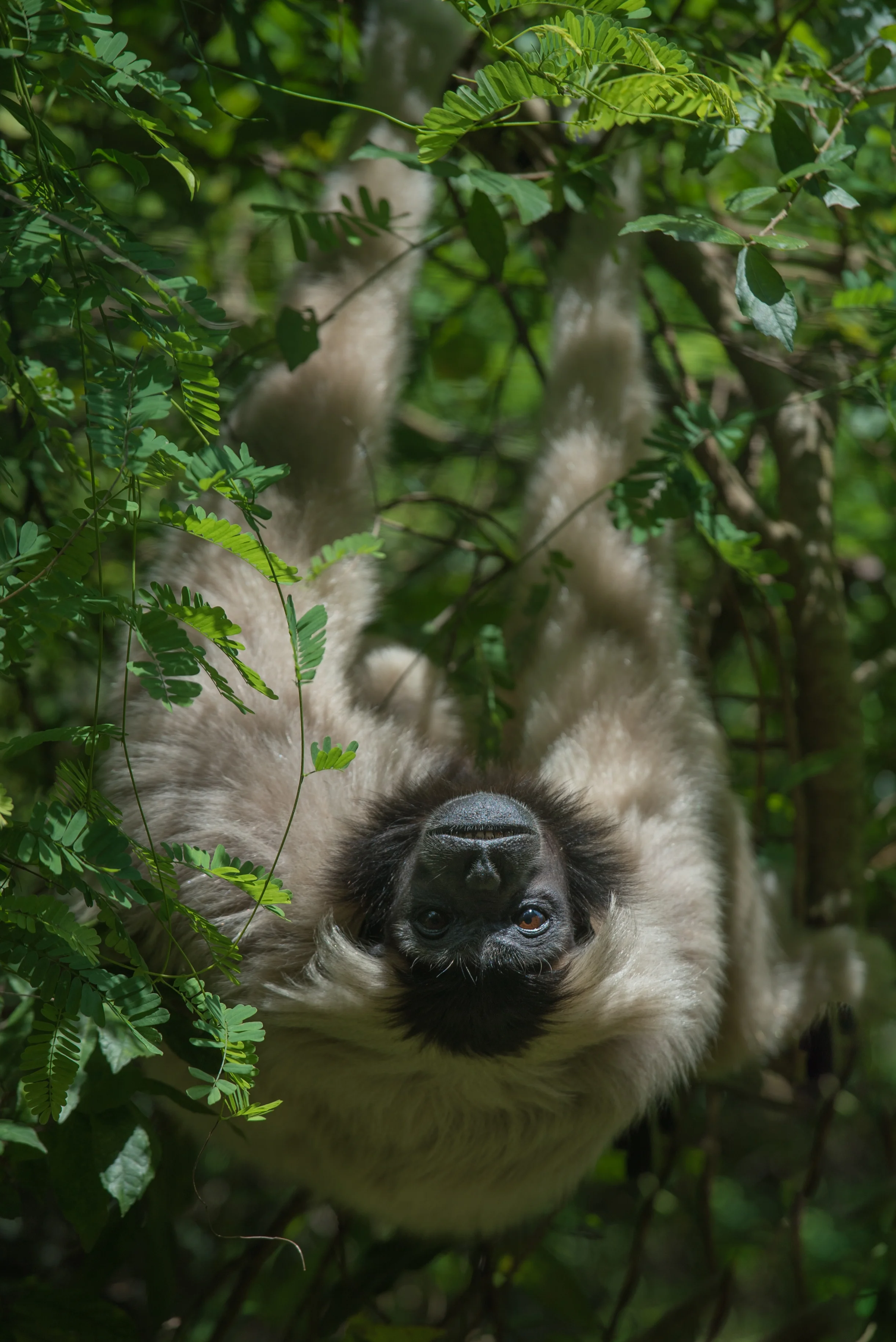 Plieated gibbon_cACCB_Anna Chah-348.jpg