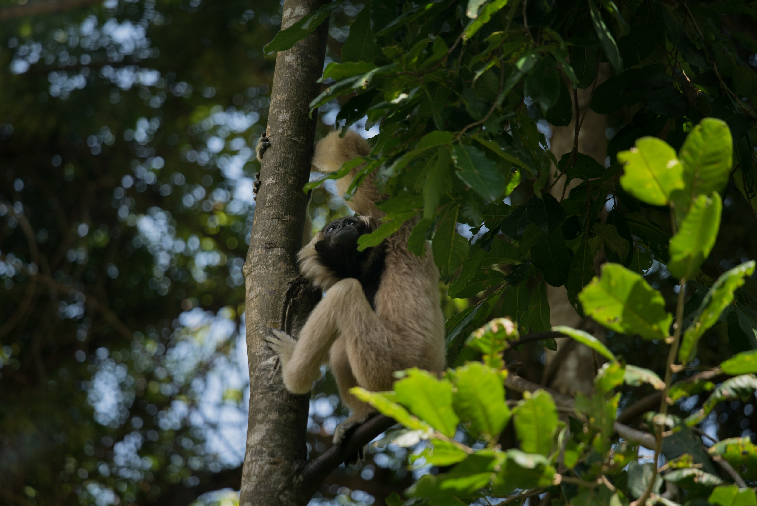 Plieated gibbon_cACCB_Anna Chah-332.jpg