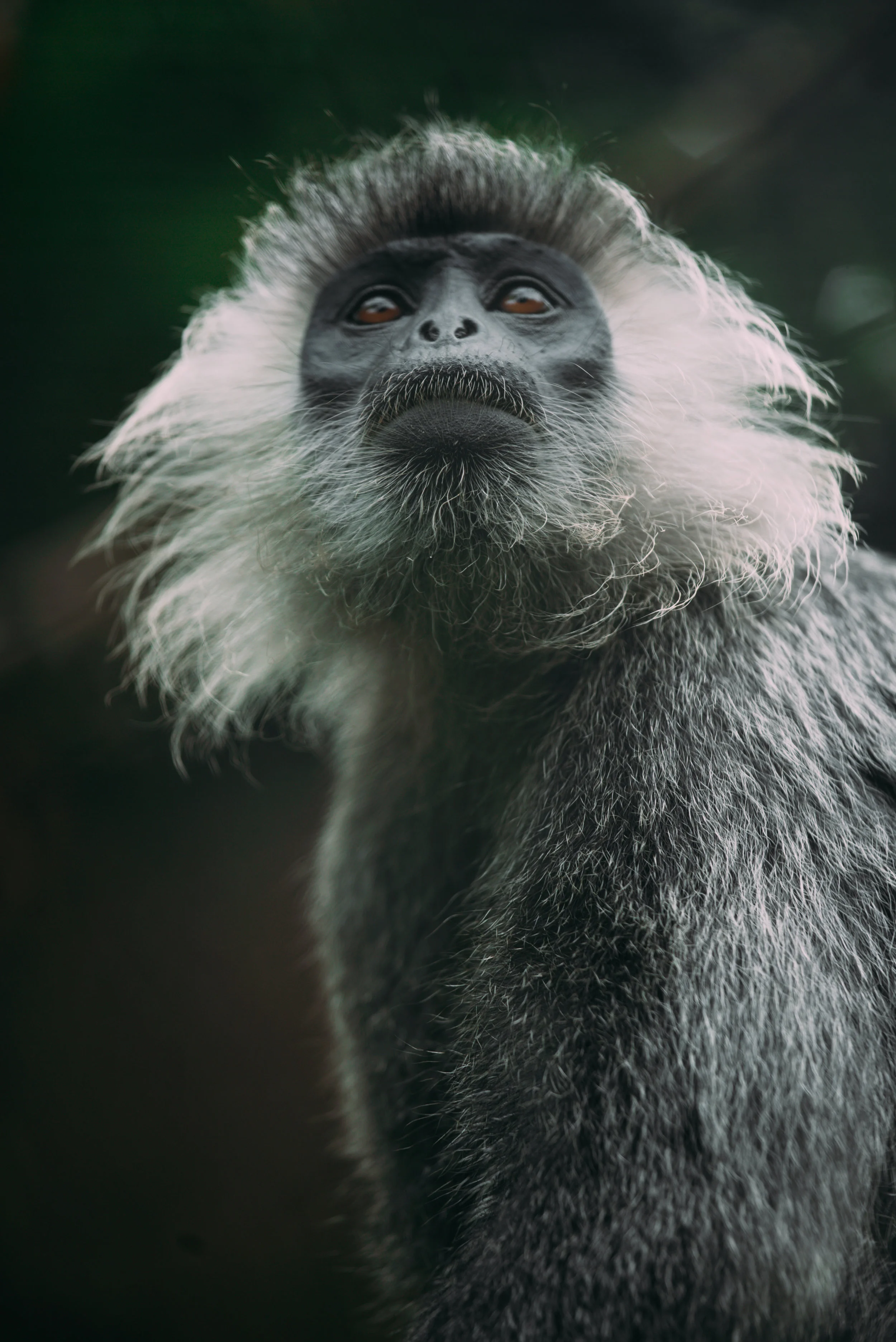 Trachypithecus germainicACCB_Anna Chah-42.jpg