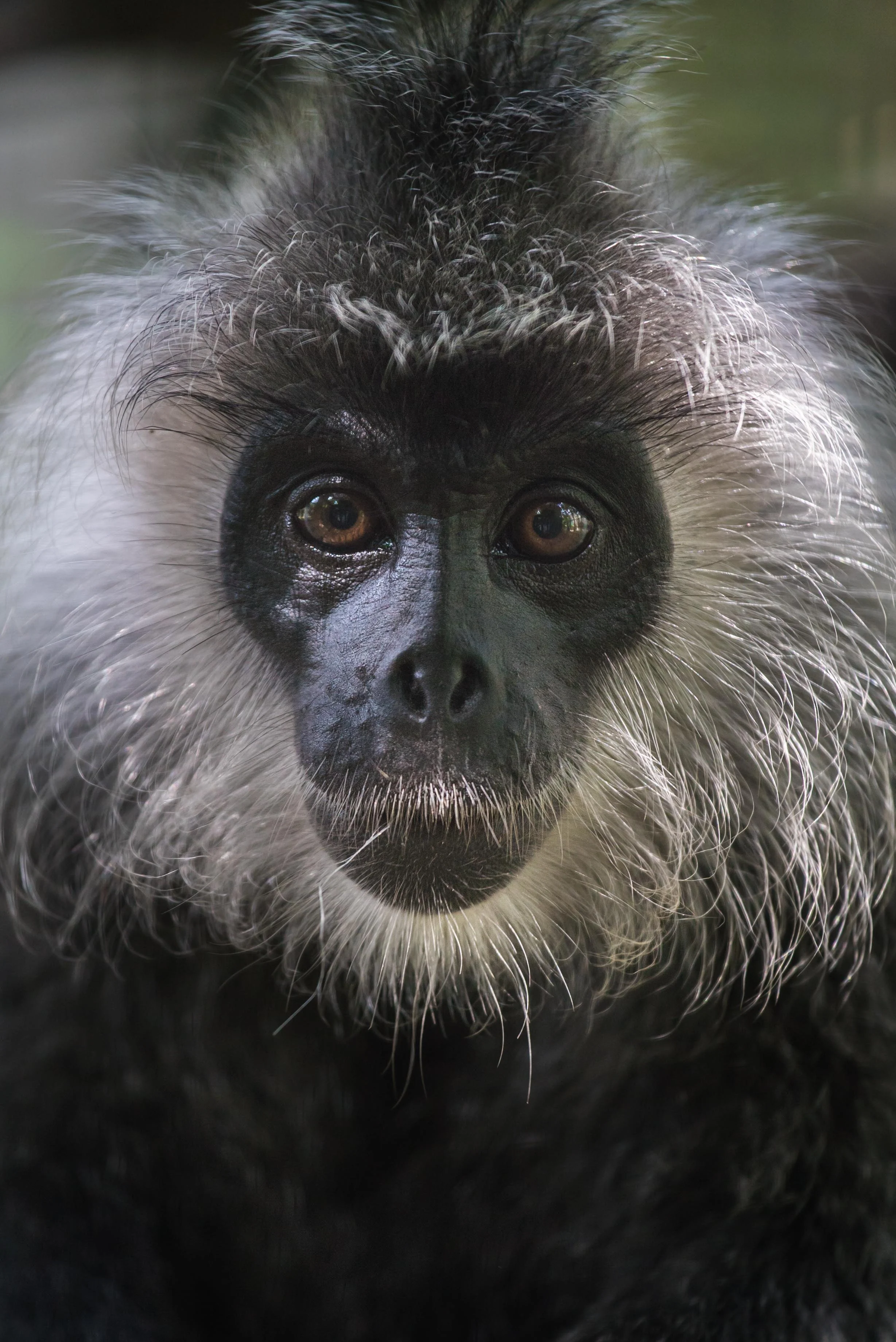 Trachypithecus germainicACCB_Anna Chah-3.jpg