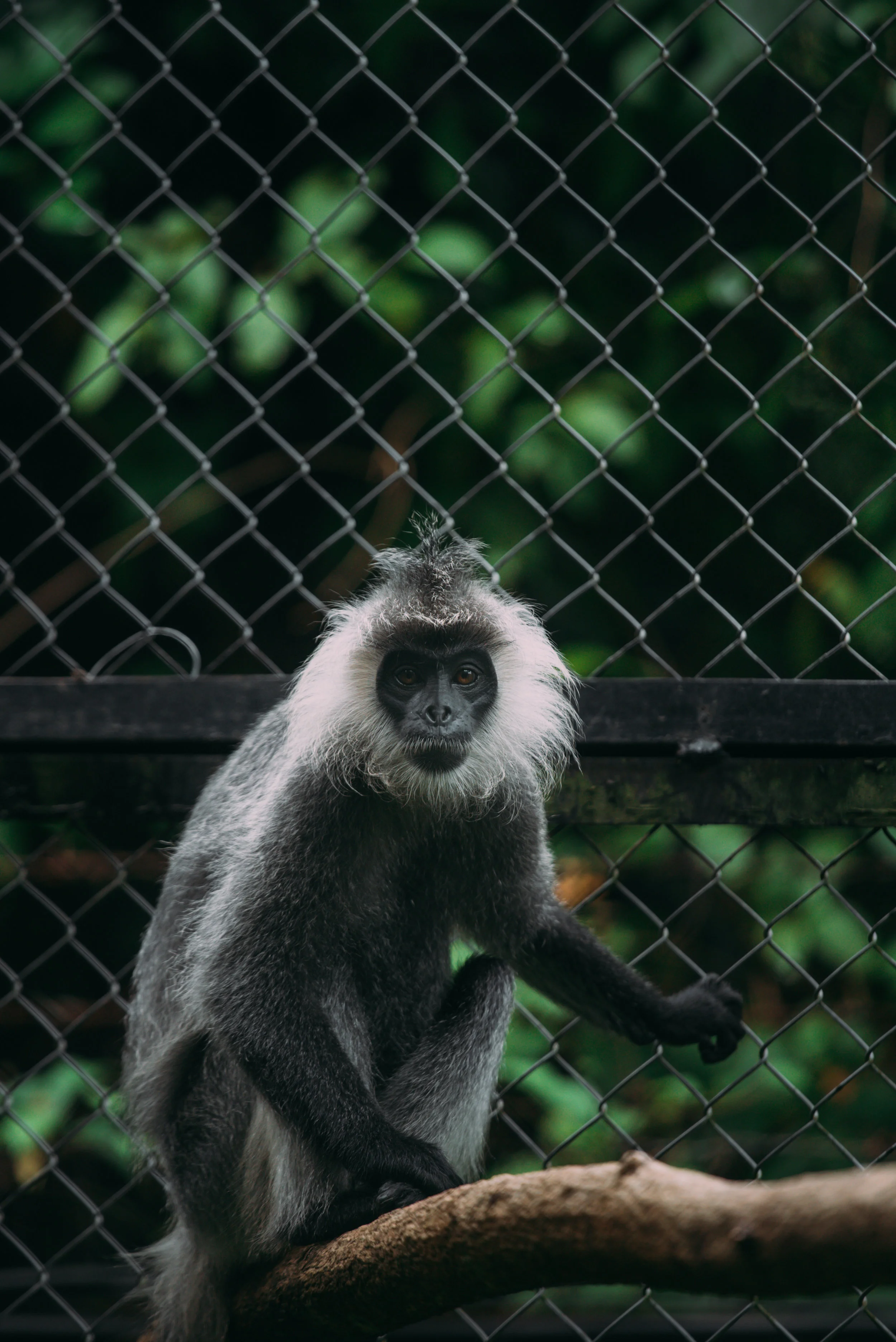 Trachypithecus germainicACCB_Anna Chah-31.jpg