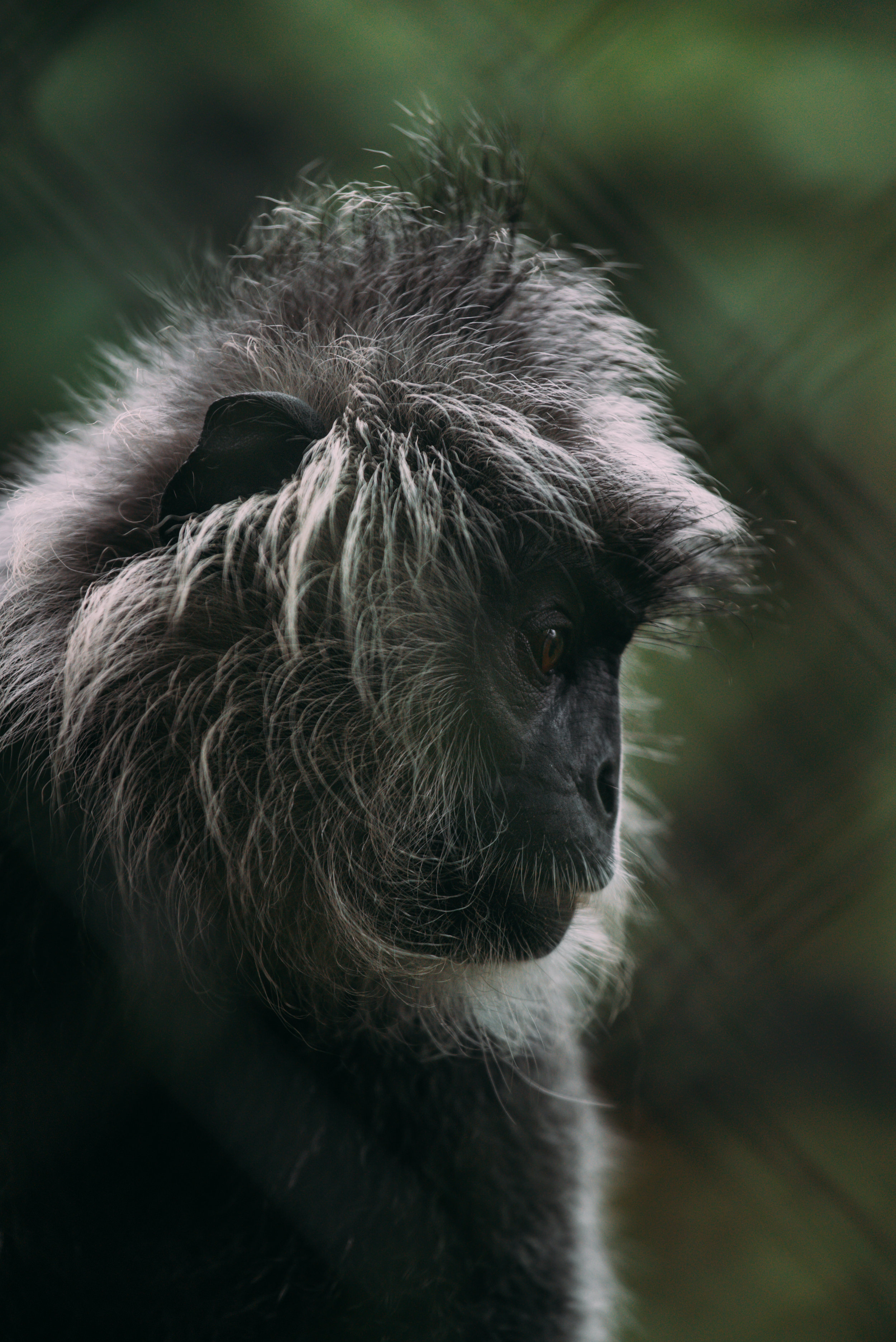 Trachypithecus germainicACCB_Anna Chah-20.jpg