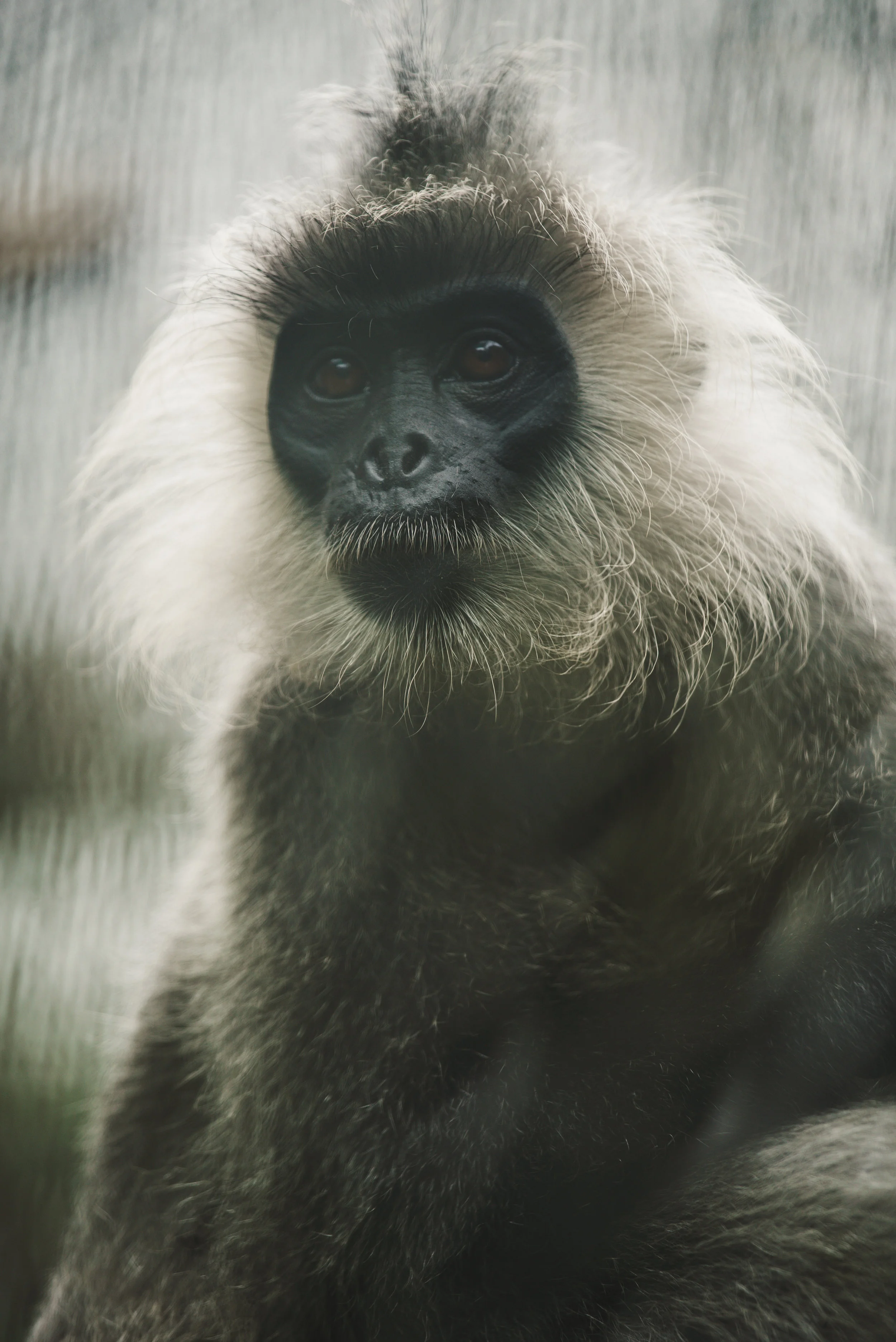Trachypithecus germainicACCB_Anna Chah-33.jpg