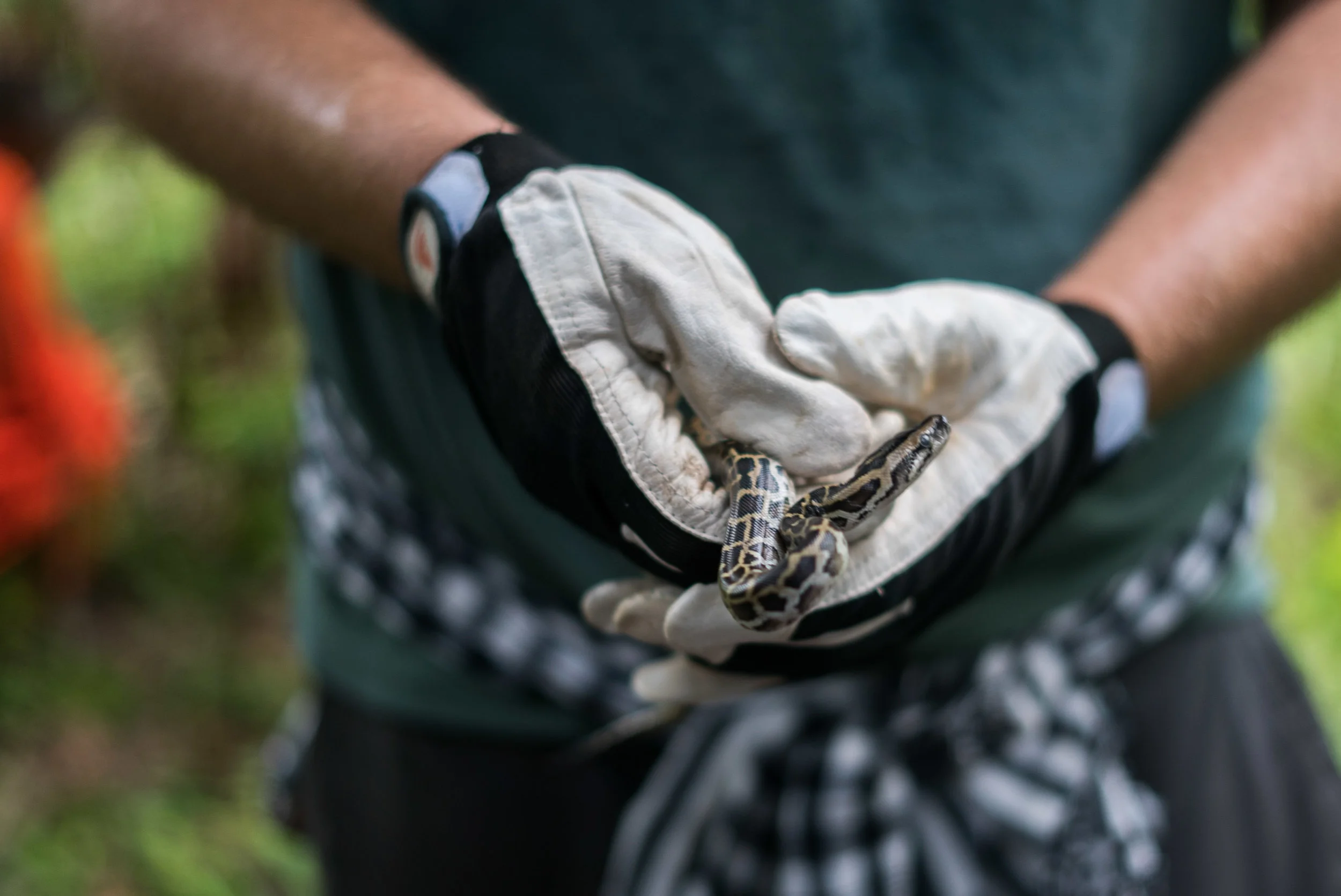 Python & birds release-5.jpg