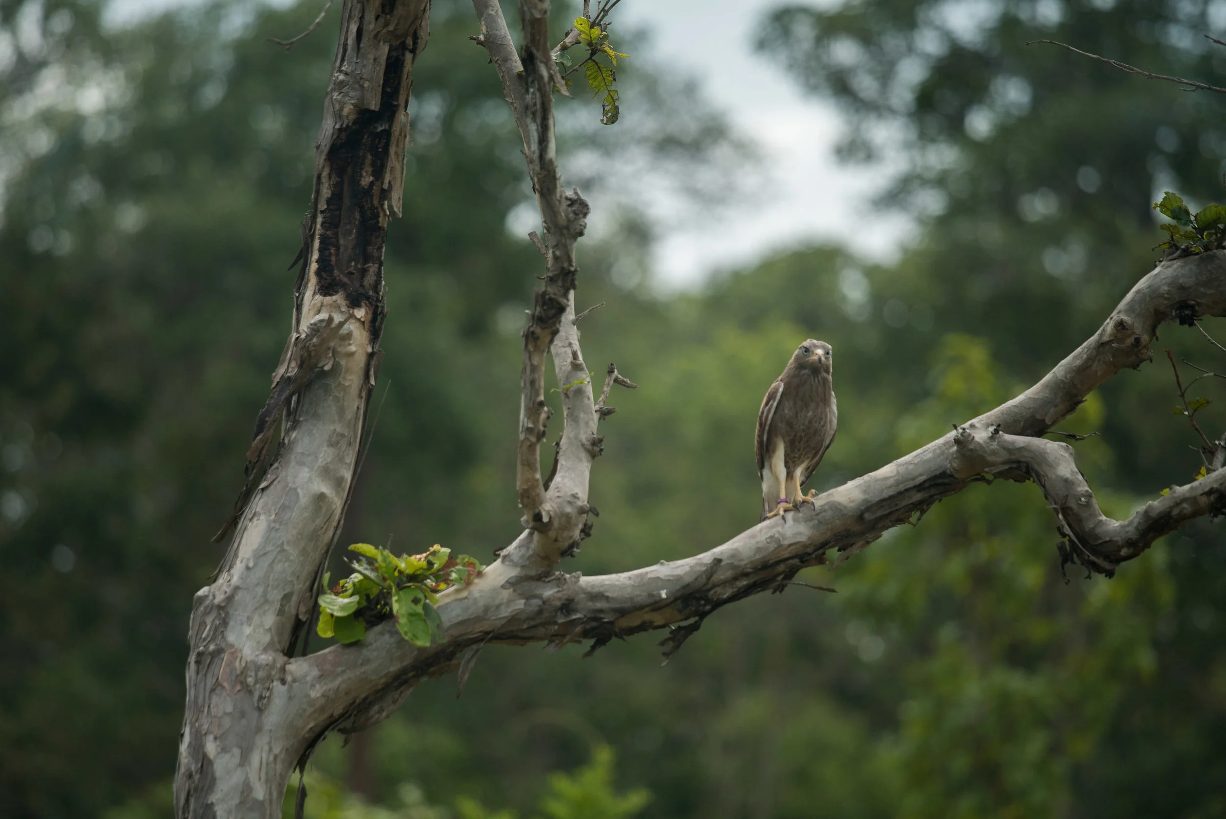 Python & birds release-23.jpg