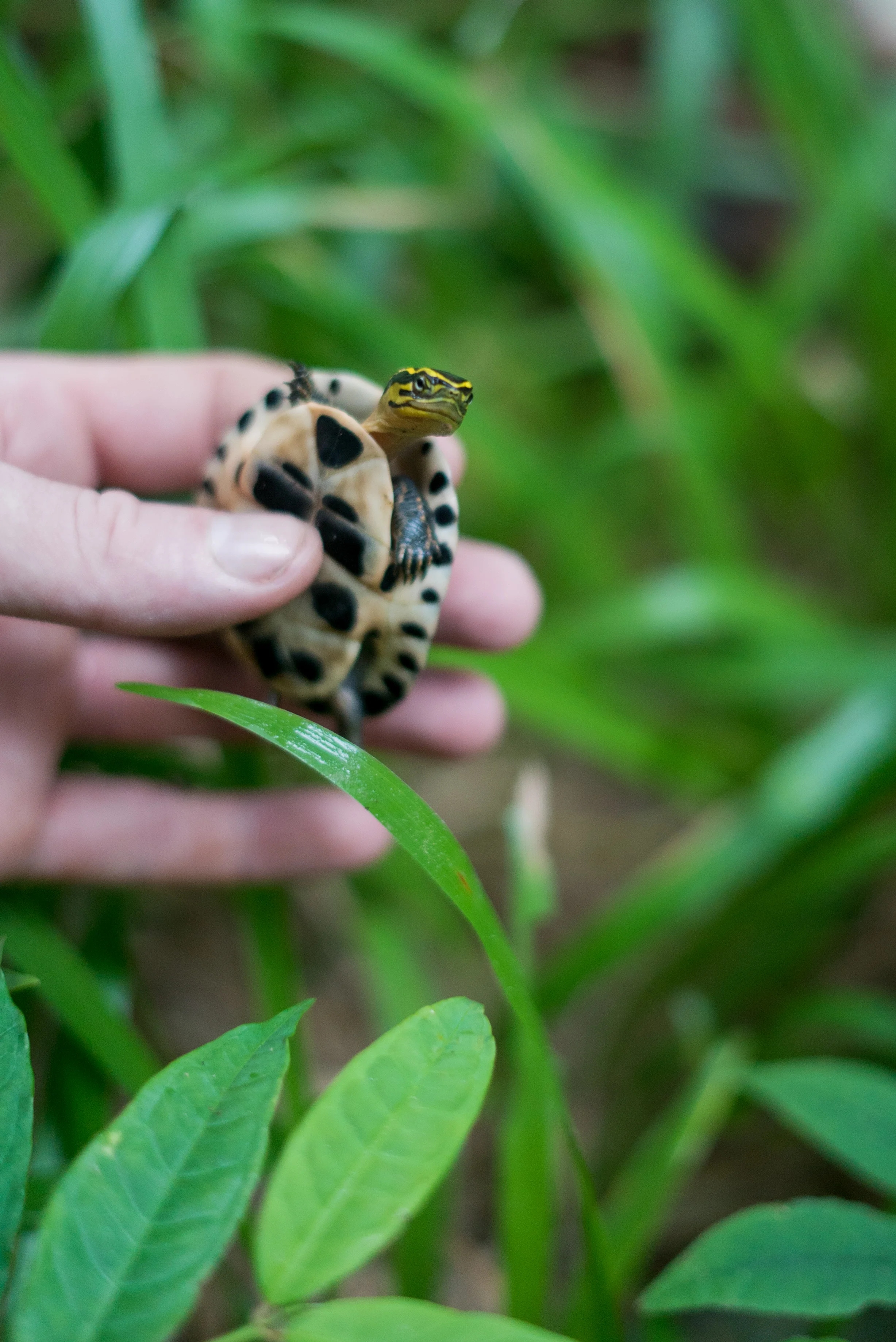 Box turtle project_cACCB_Anna Chah--11.jpg