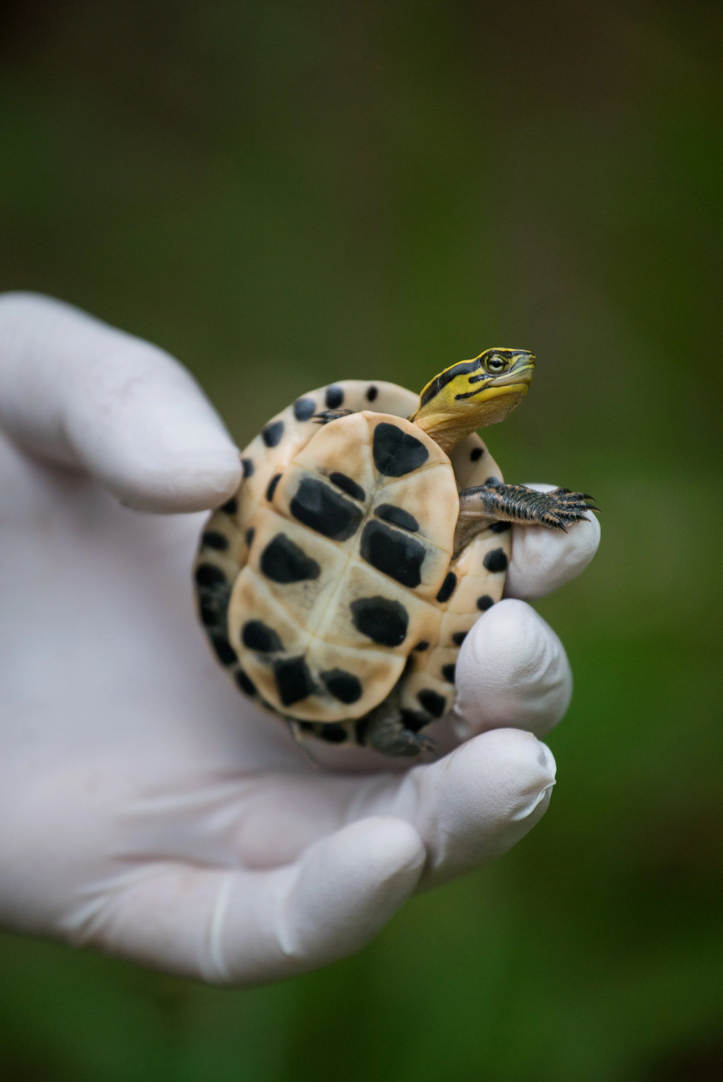 Box turtle project_cACCB_Anna Chah--28.jpg