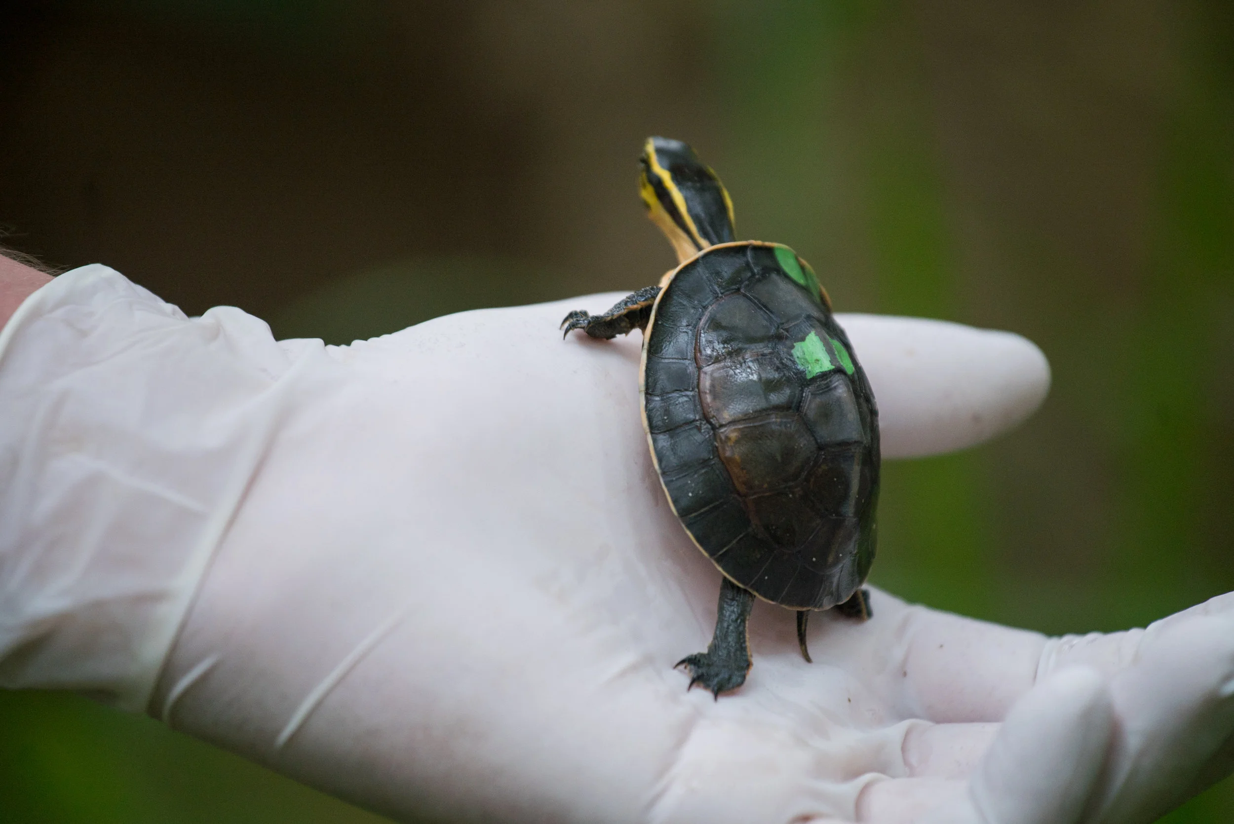 Box turtle project_cACCB_Anna Chah--31.jpg