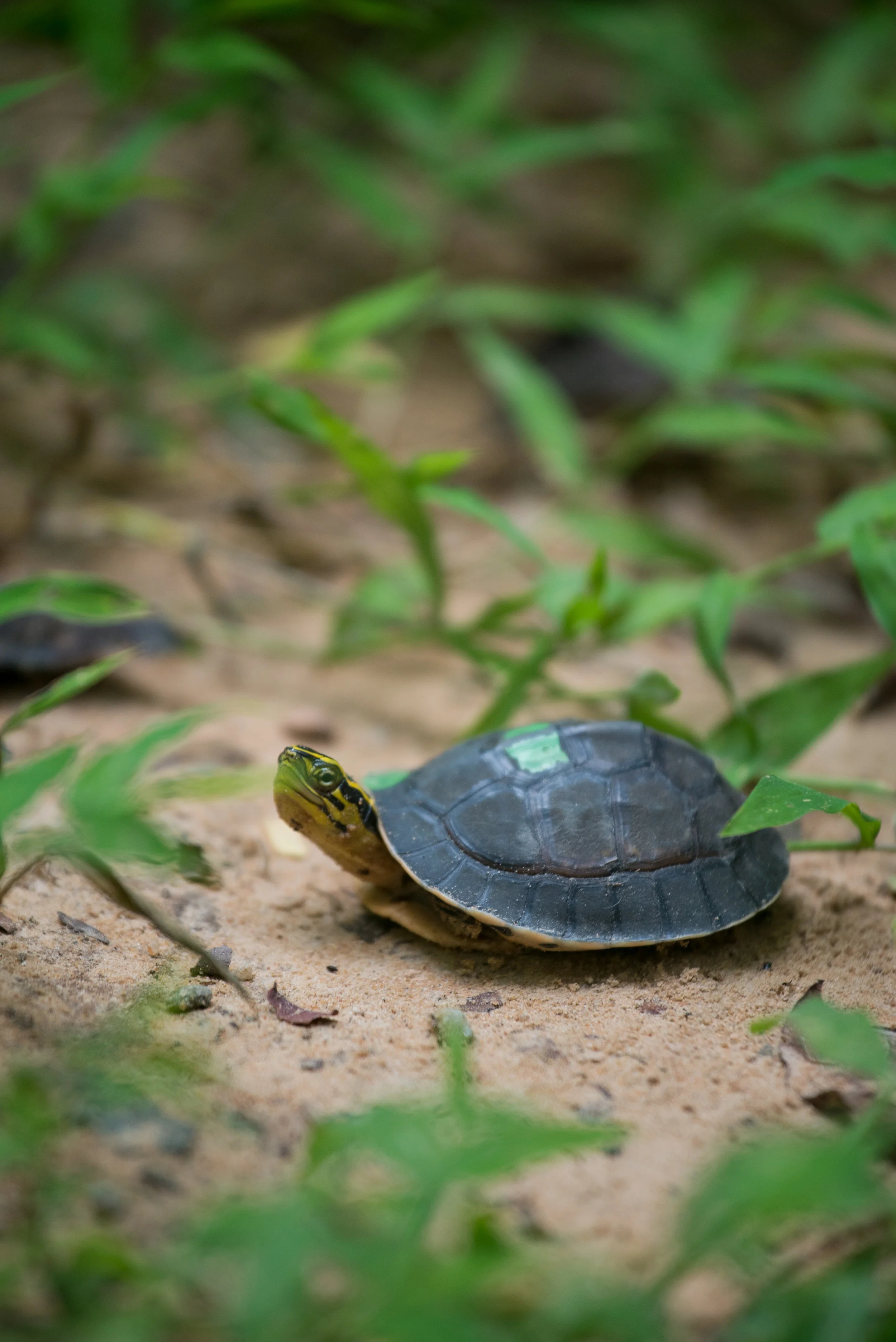 Box turtle project_cACCB_Anna Chah--44.jpg