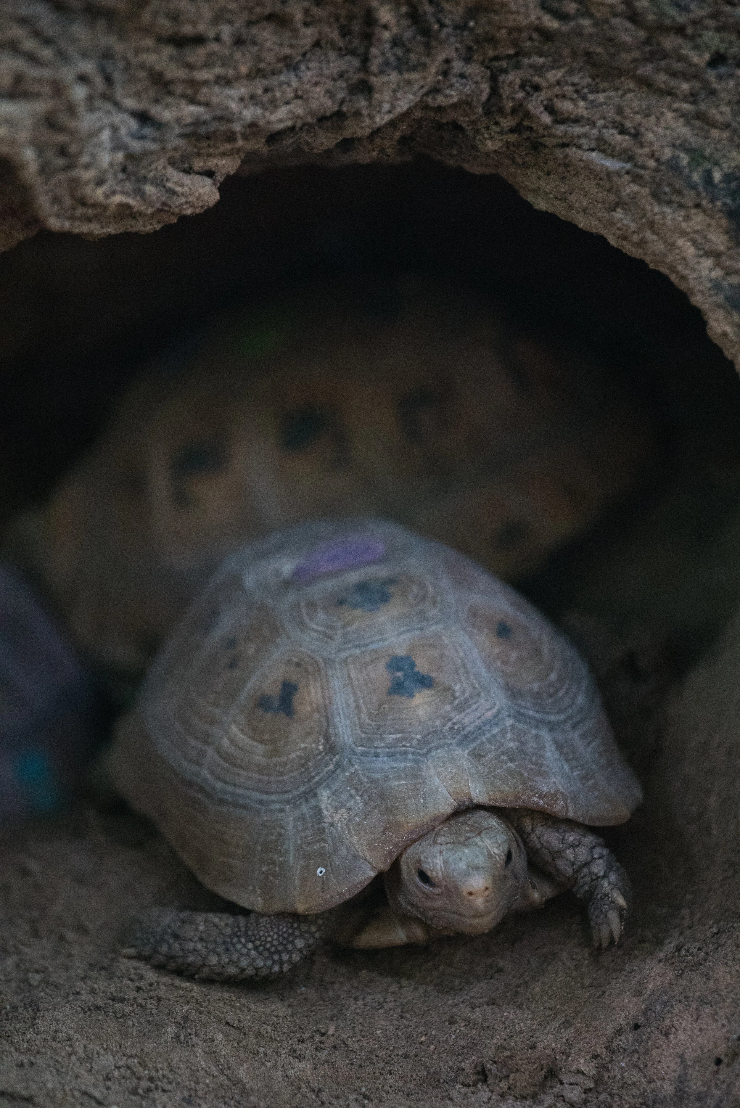 Indotestudo elongata_cACCB_Anna Chah-256.jpg