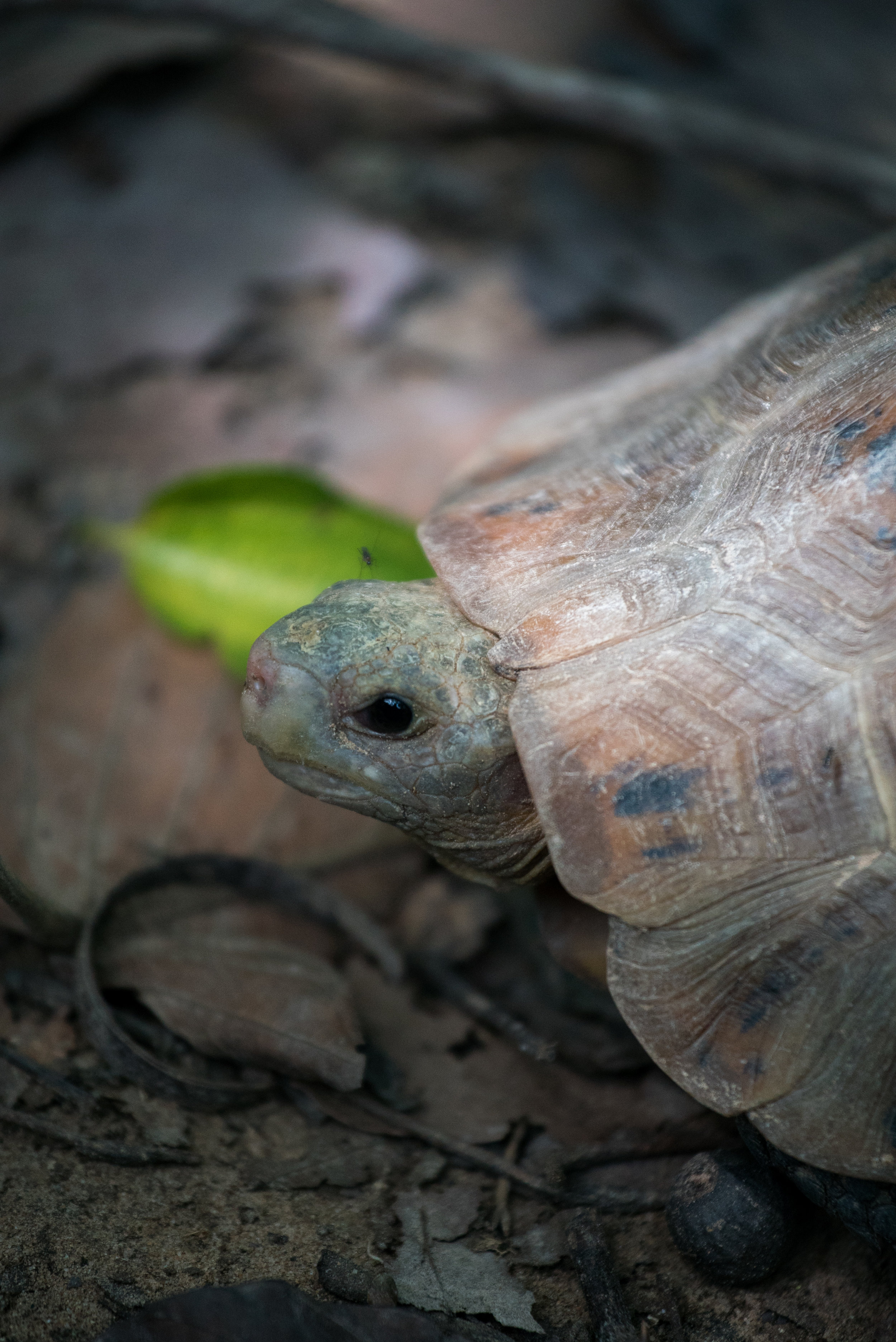 Indotestudo elongata_cACCB_Anna Chah-272.jpg