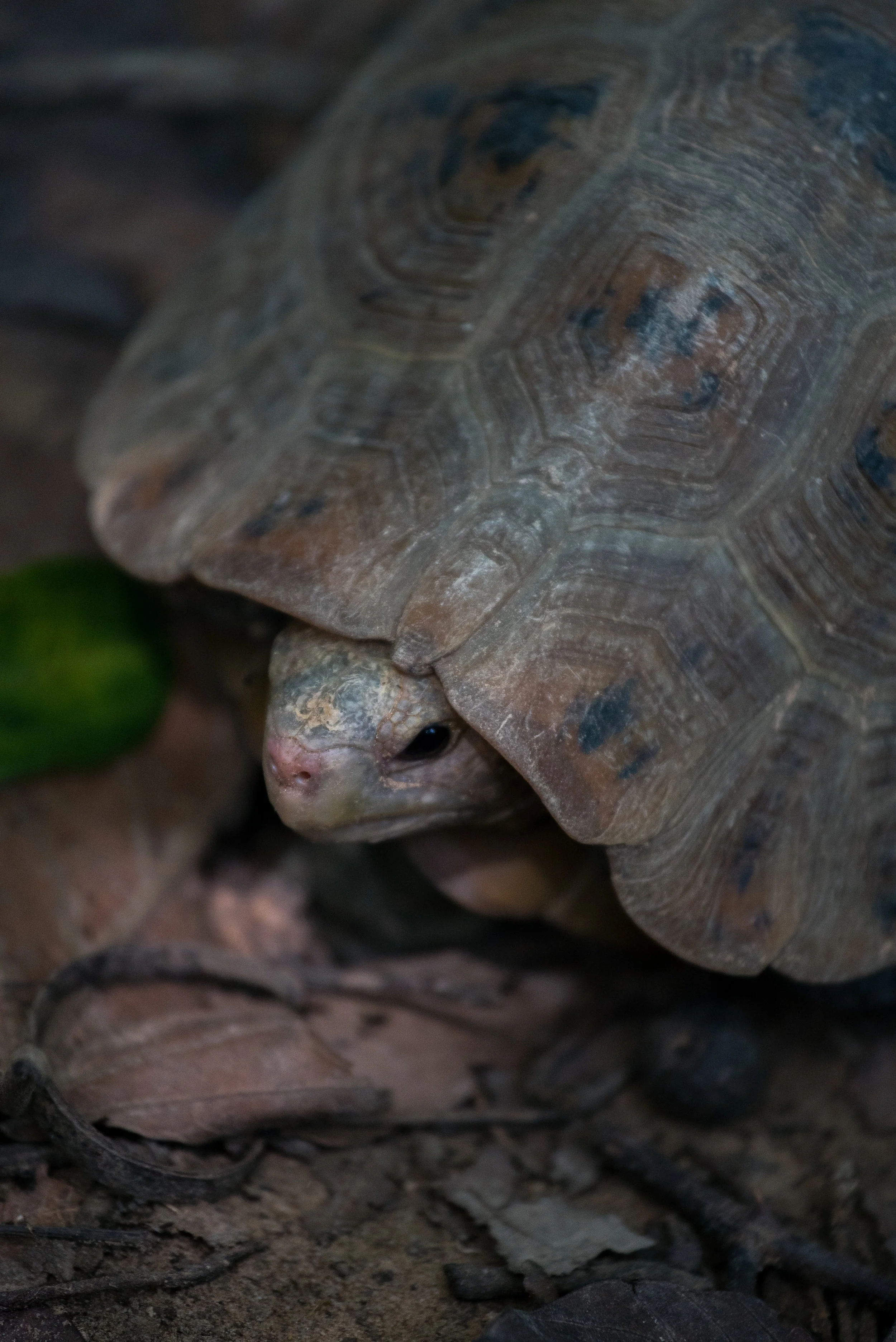 Indotestudo elongata_cACCB_Anna Chah-274.jpg