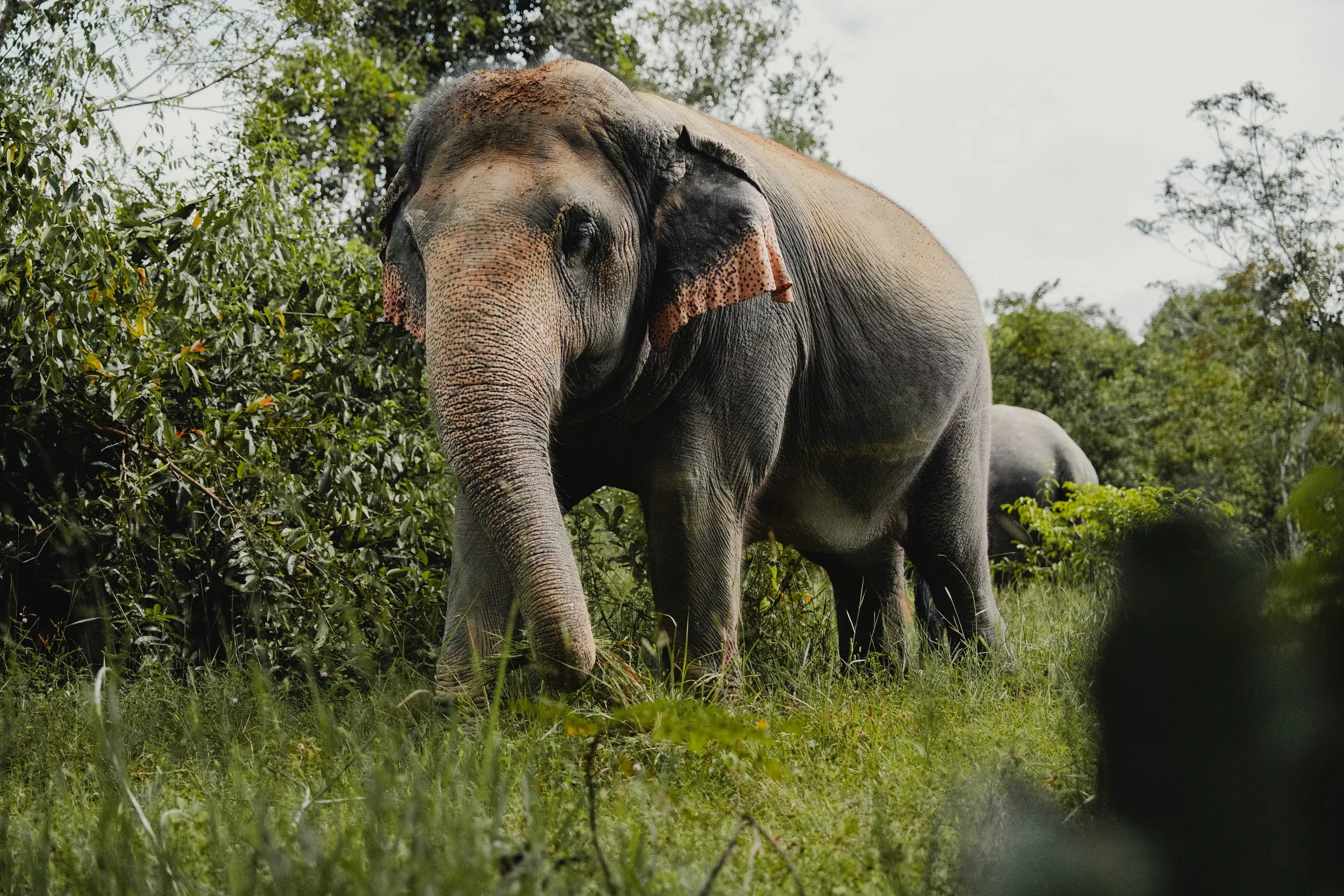 Cambodia_2025_Anna_Chahuneau_68 (1).jpg