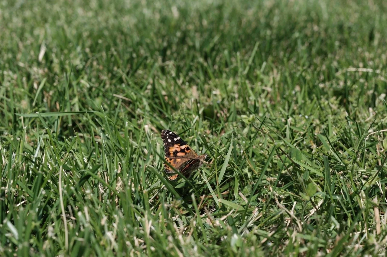 DSCF1824 Large.jpeg