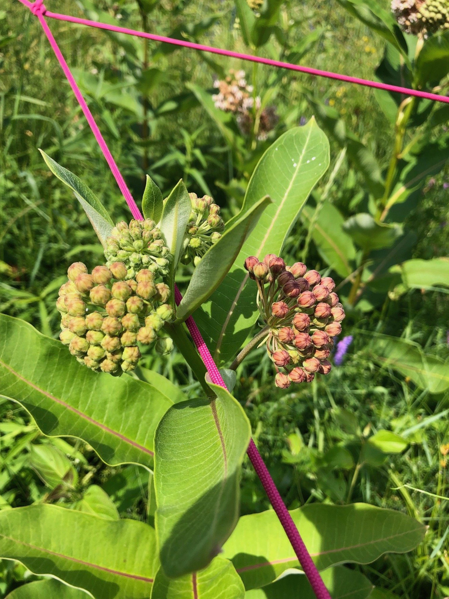 Milkweed