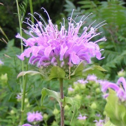 Bee Balm