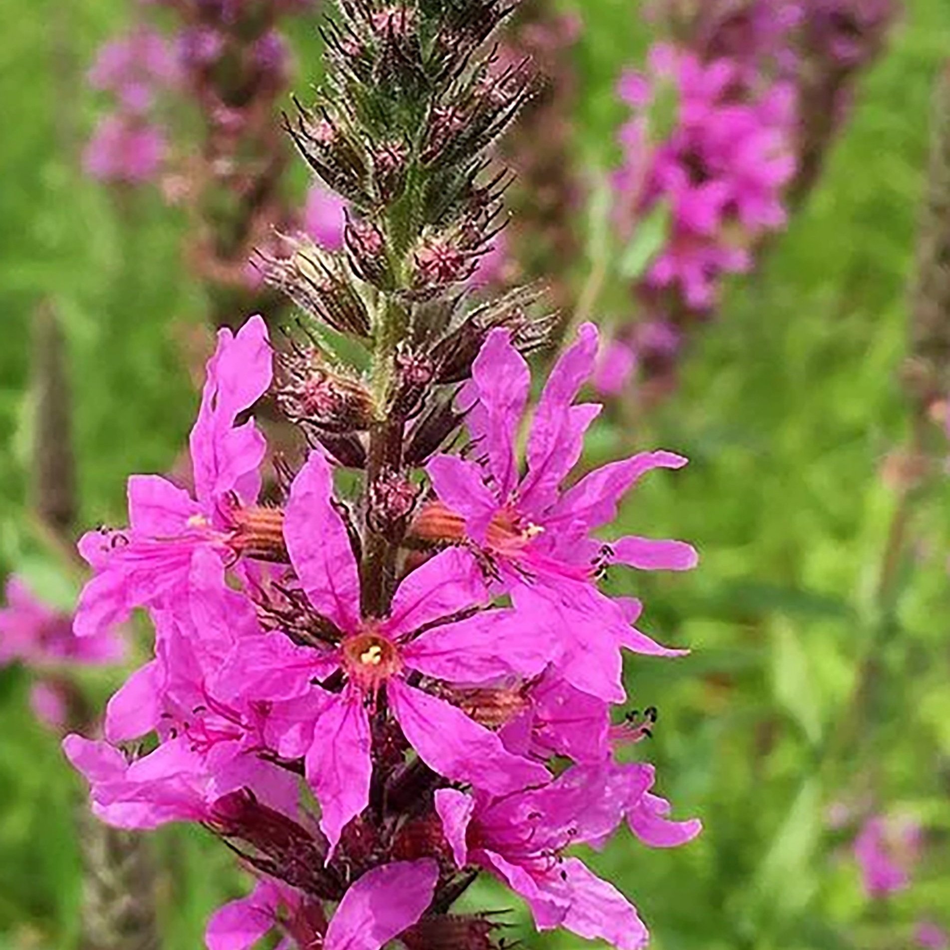 Loosestrife