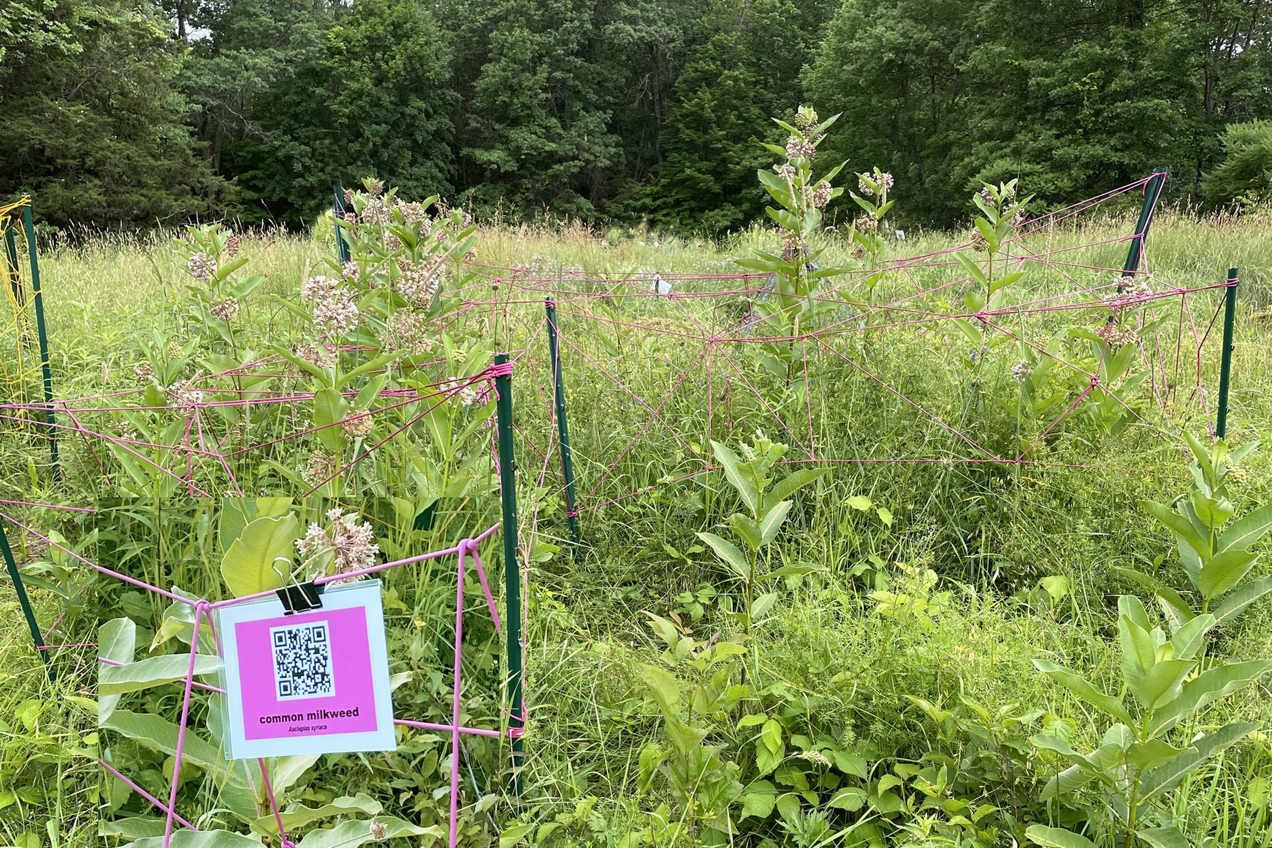 Milkweed+w_QR+code.jpg