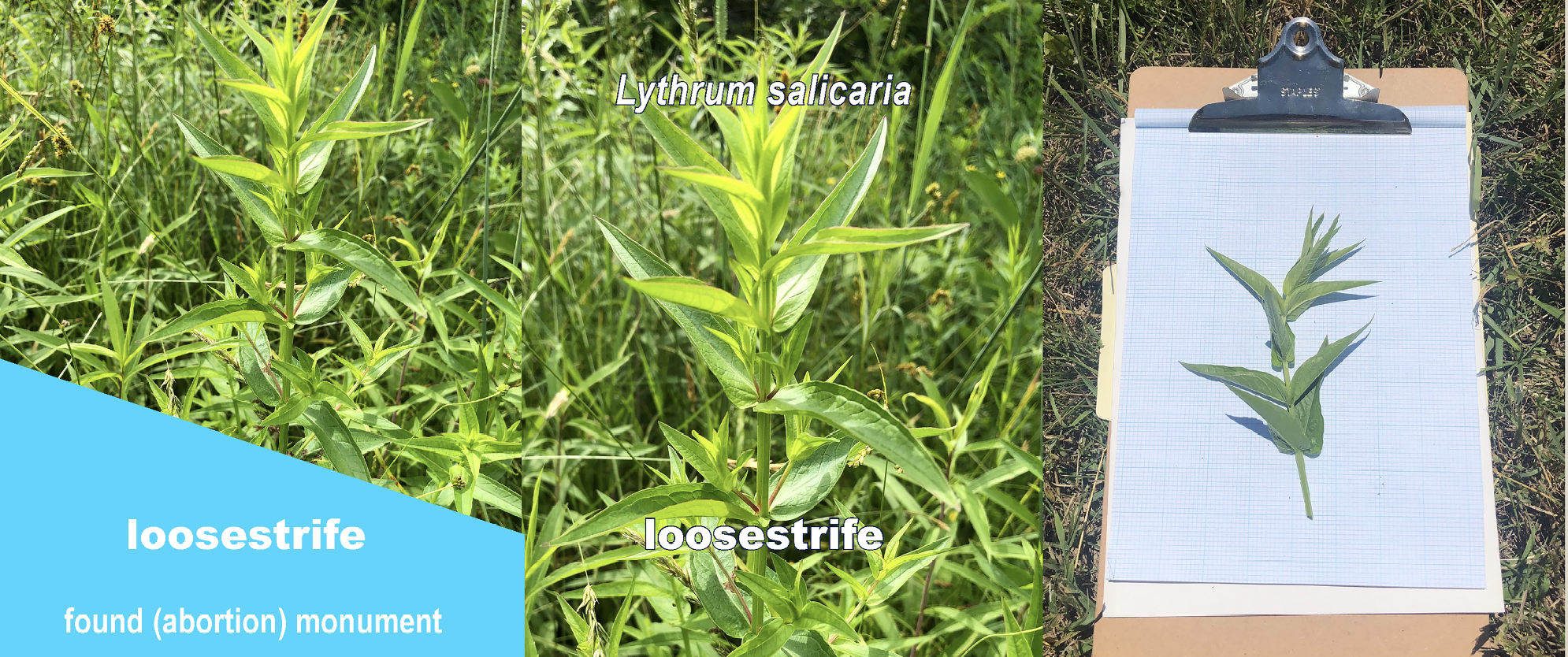 Screen Shot 2024-10-24 at 12.23.24 PM.png