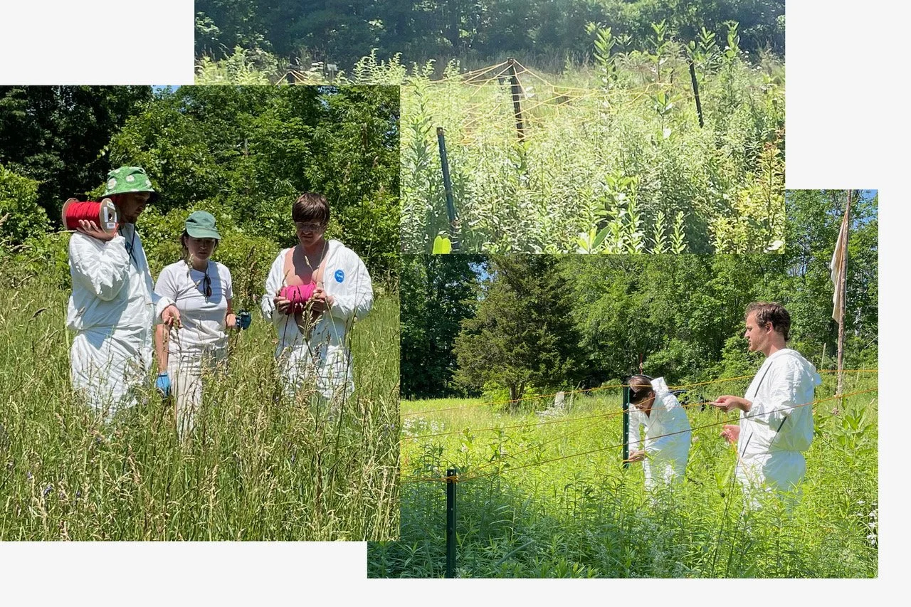 Clockwise from L: Artist Landon Newton with Tree Weaves collective planning installation of parachute cord to map abortion plants; Top: Installation of yellow cord mapping a large patch of goldenrod. Top: Tree Weaves installing  cord to map patches o