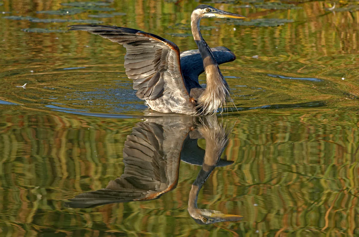 Great blue heron