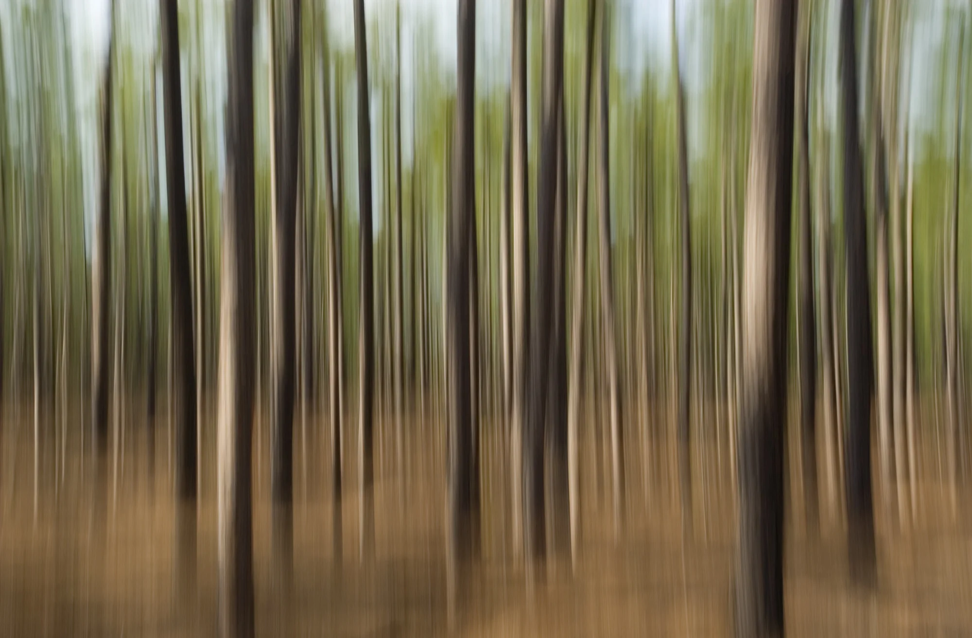 Kennsington Plantation #35664