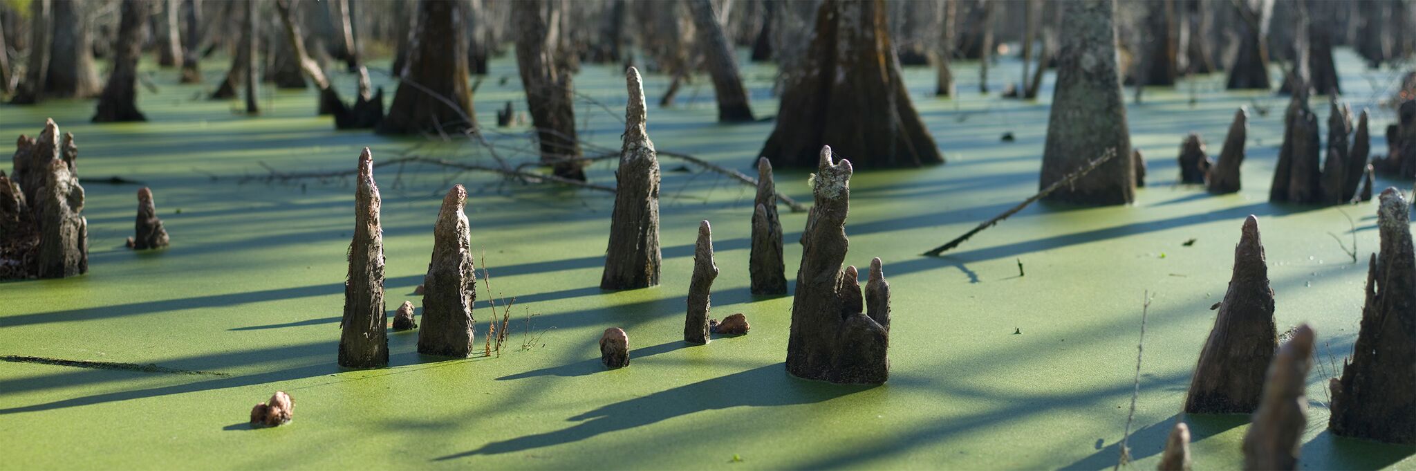 Dungannon Swamp #42541