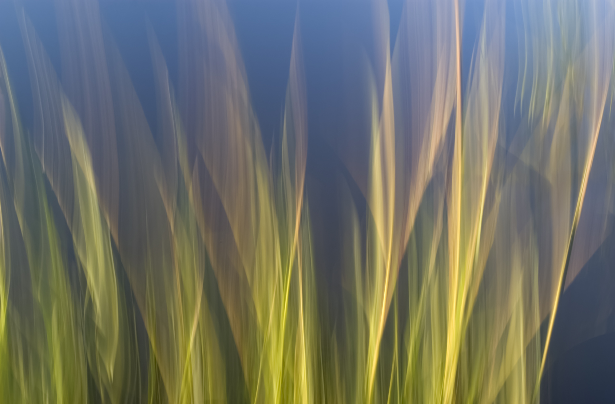 No.33 Spring #15029