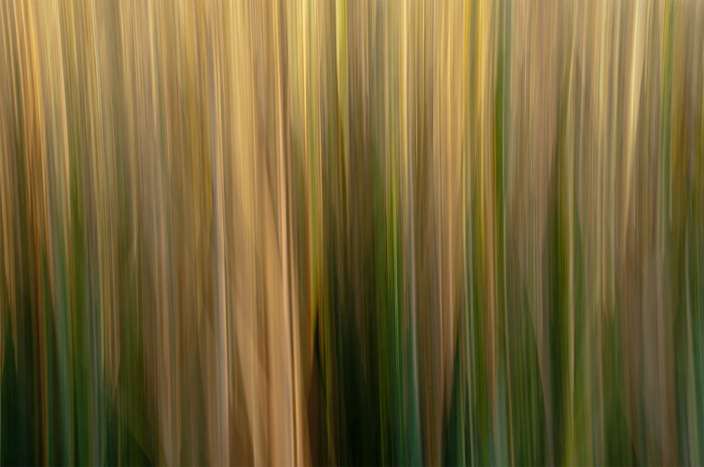 No.55 Marsh Reeds Winter #72819