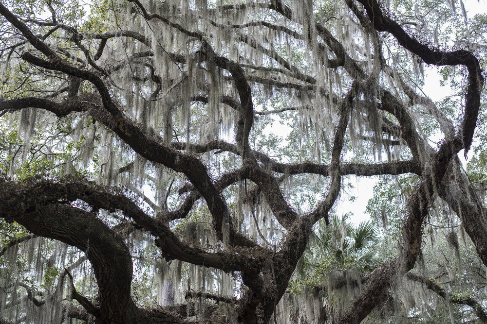 LIVE OAKS