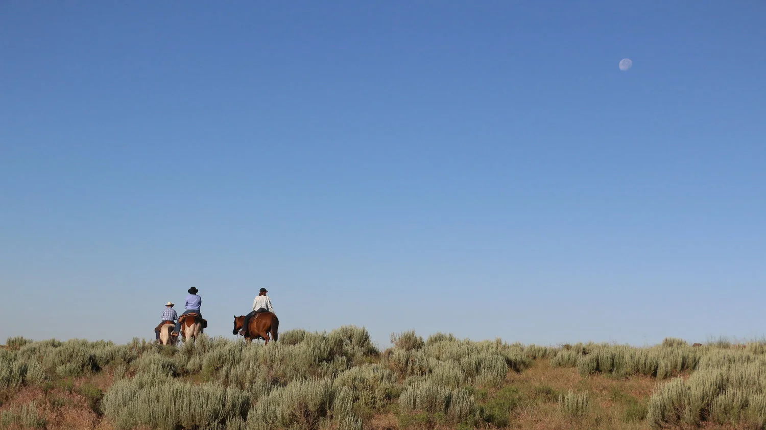  3 cowhands ride off to drive cattle in Carey, Idaho – May 2016 