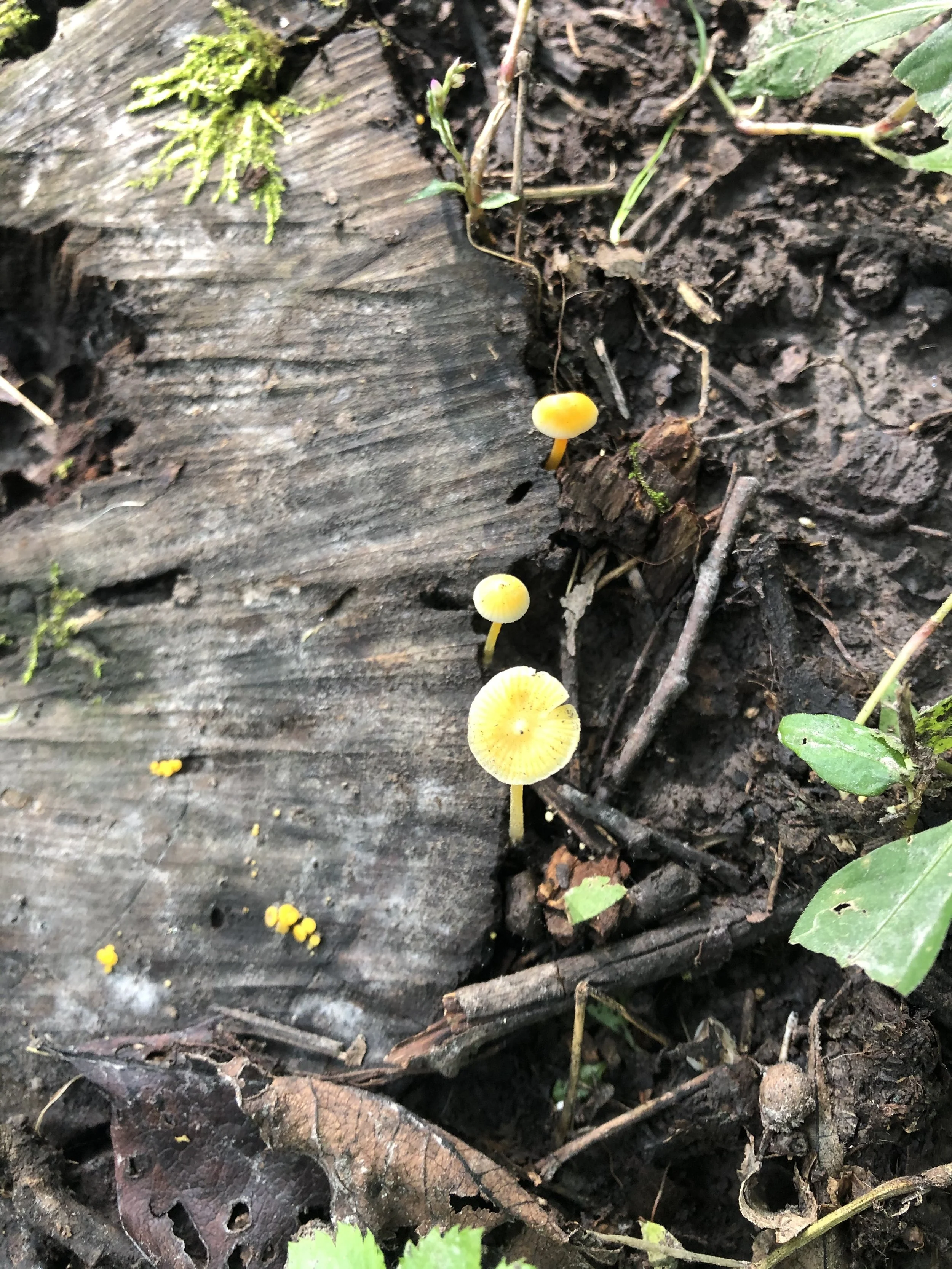 The Simply Being of Nature