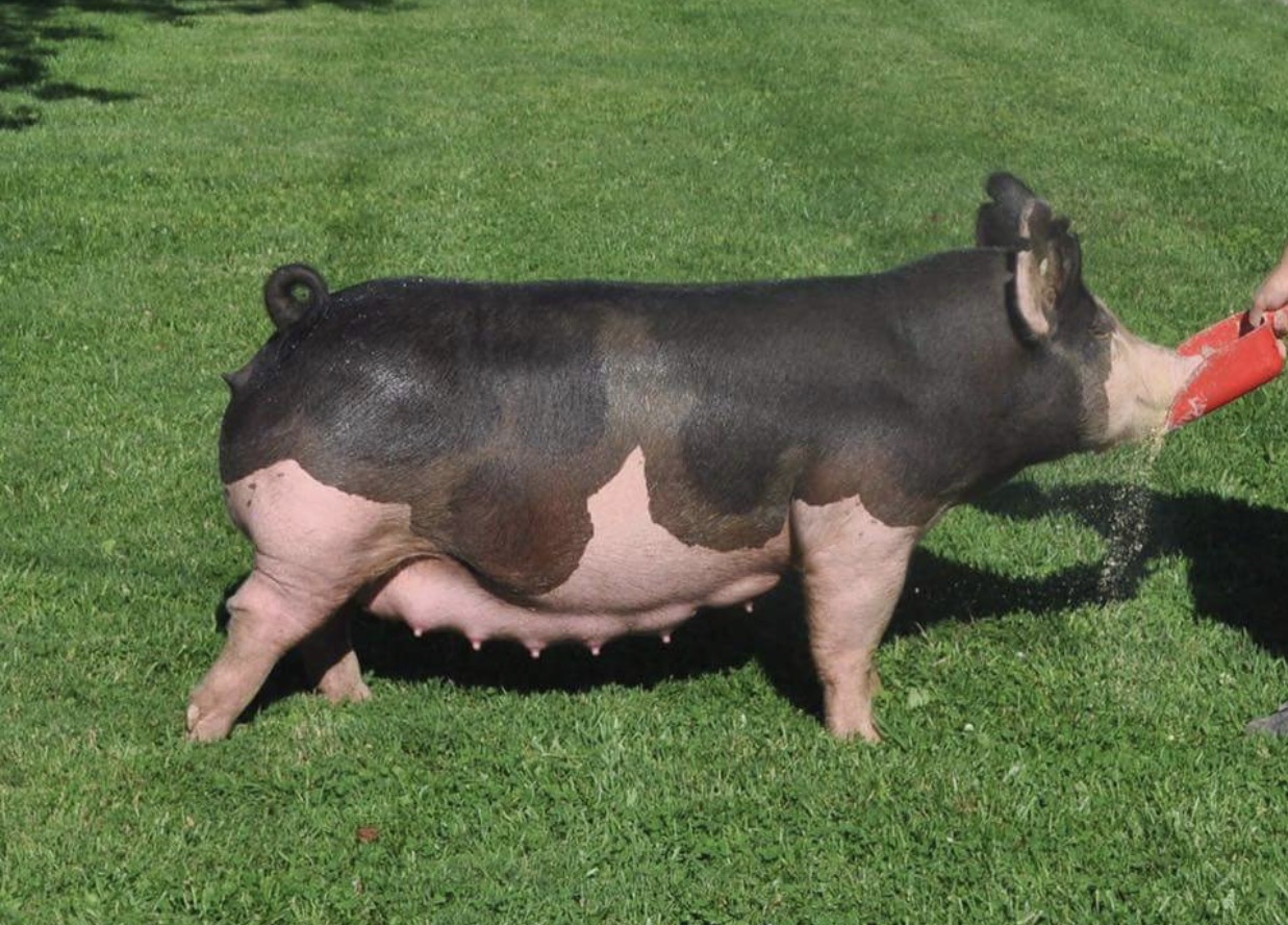Trogdon-Show-Pigs_Delta_Main-Attraction-x-Big-Gulp.jpg