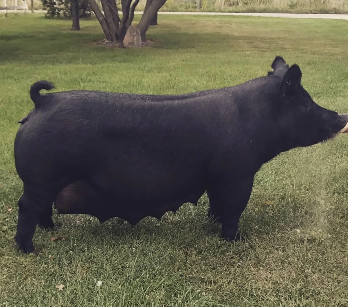 Trogdon-Show-Pigs_Oprah_Visionary-x-Solid-Monster.jpg