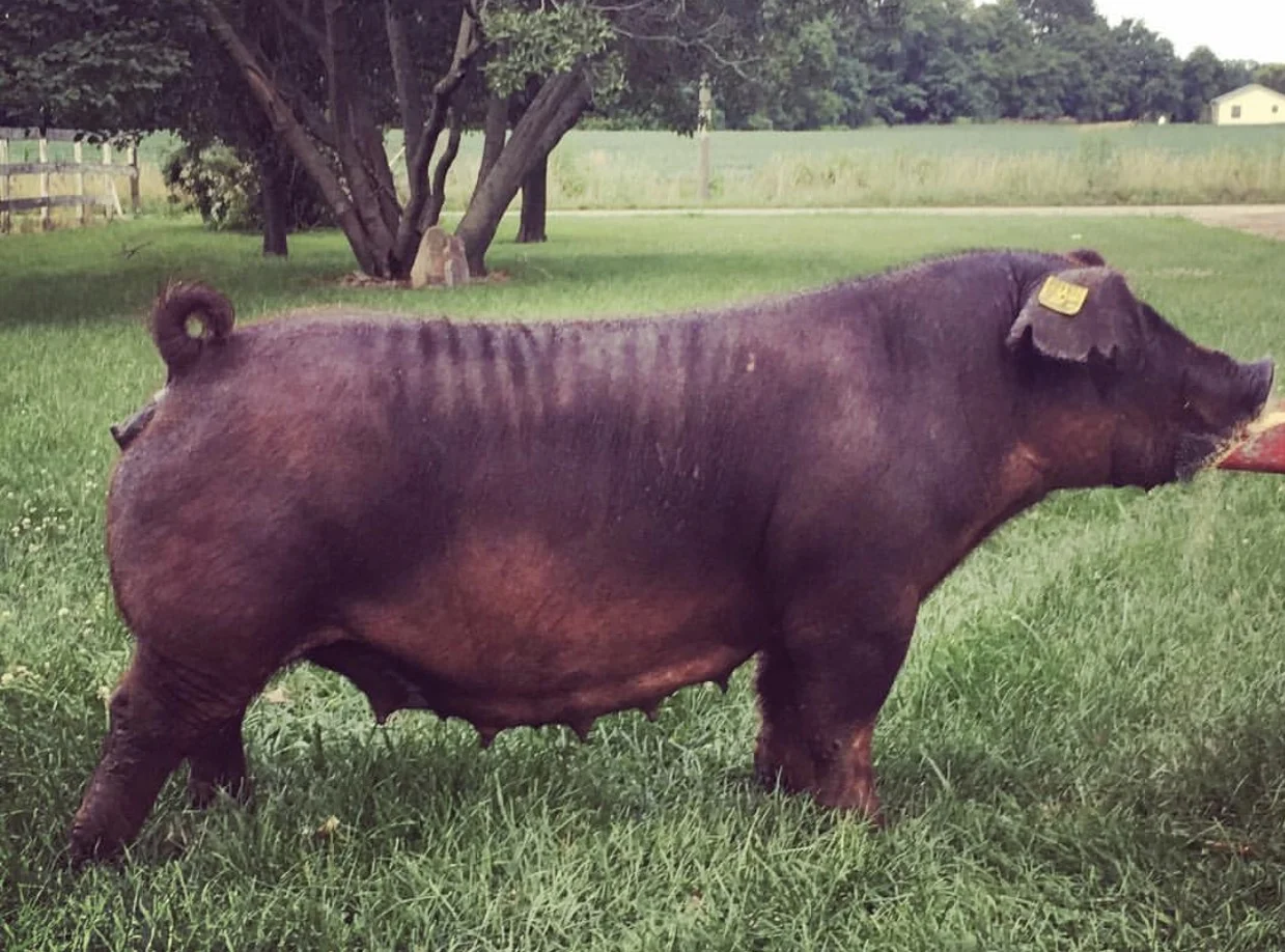 Trogdon-Show-Pigs_Pistol_Hes-The-One-x-Pipeline-x-Part-Time.jpg
