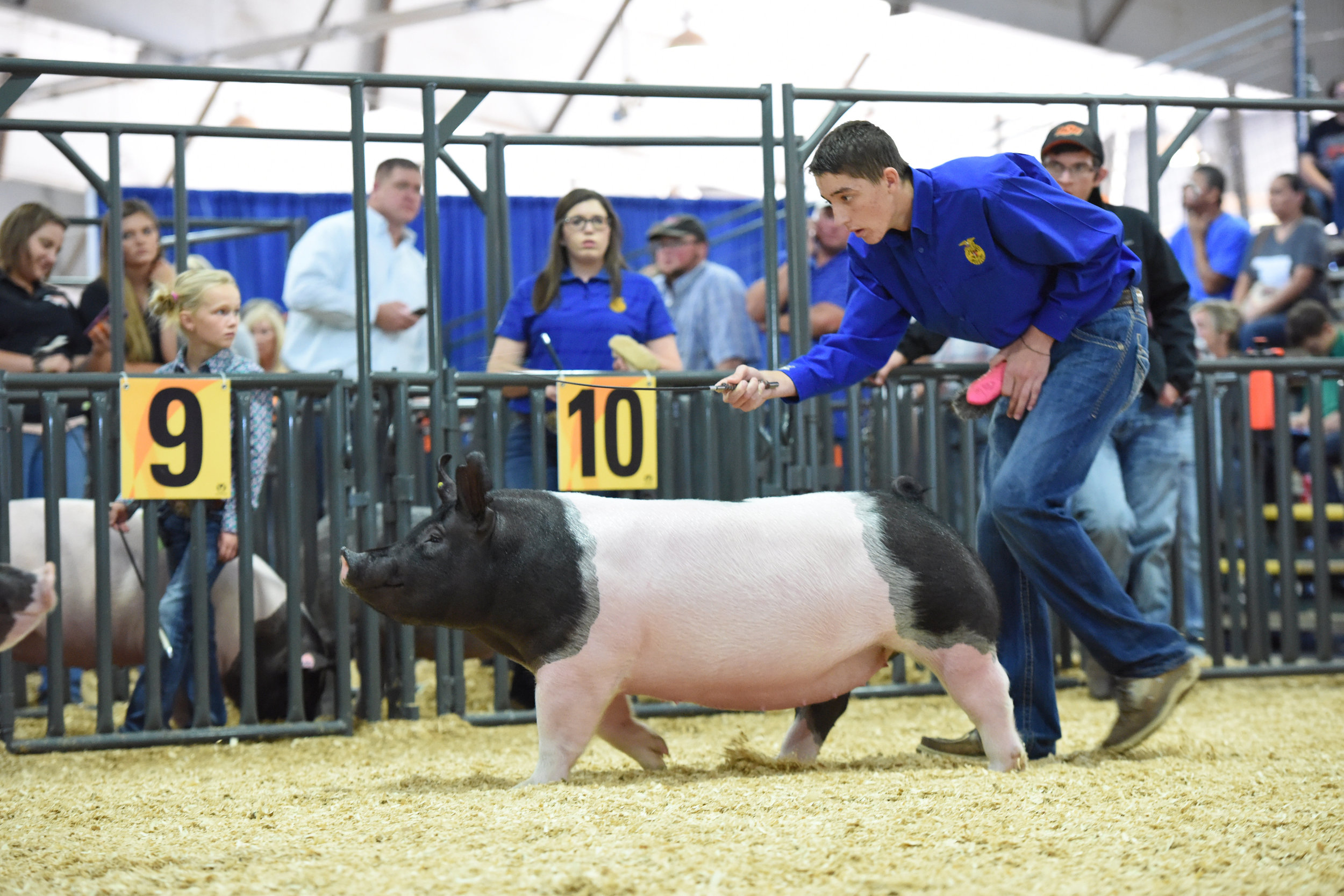 Trogdon-Show-Pigs_Oct08.jpg